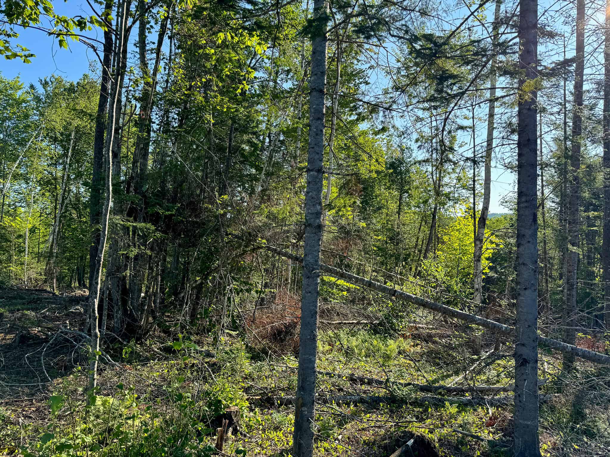 Large Year Round Accessible Maine Parcel