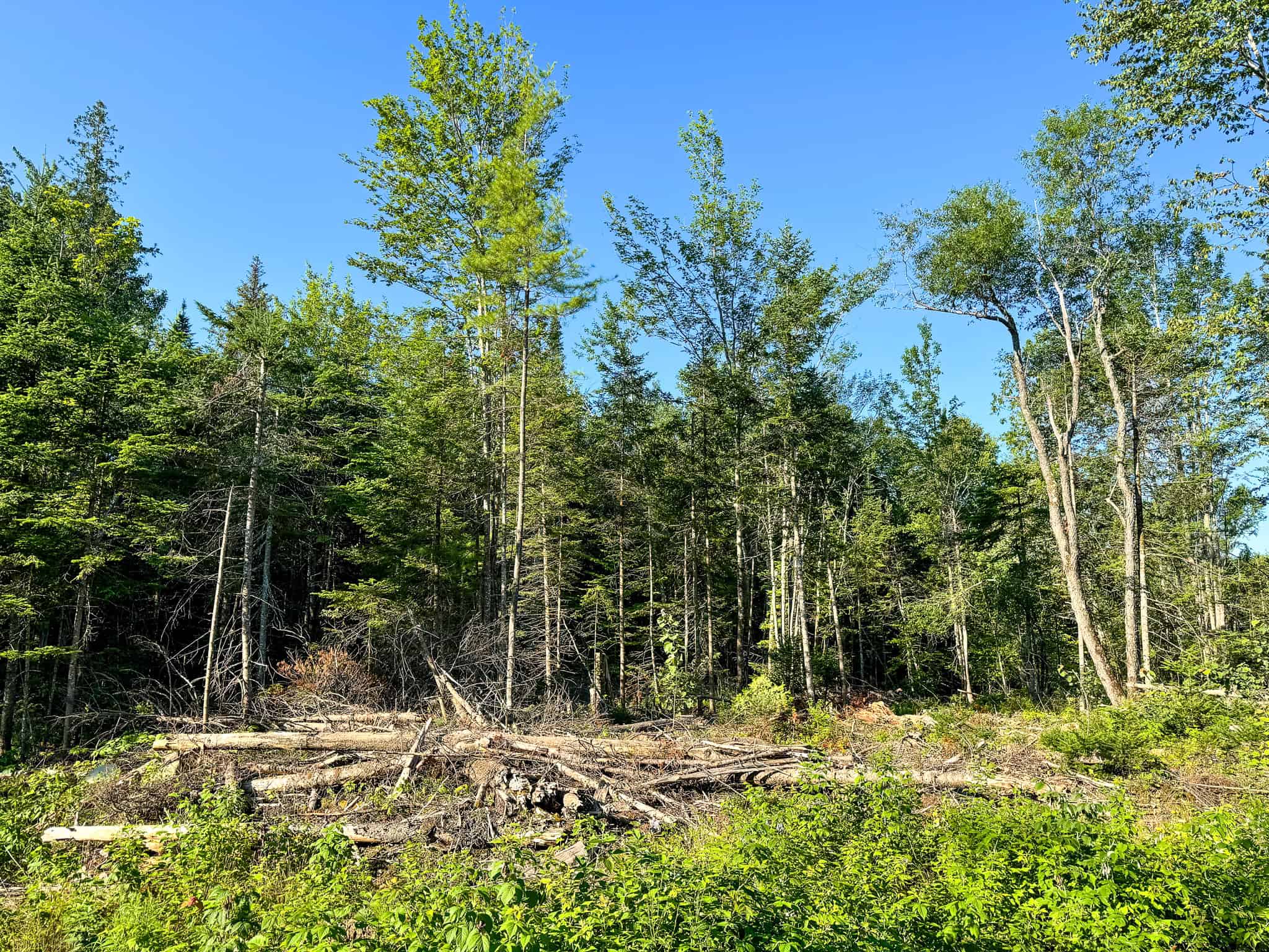 Large Year Round Accessible Maine Parcel
