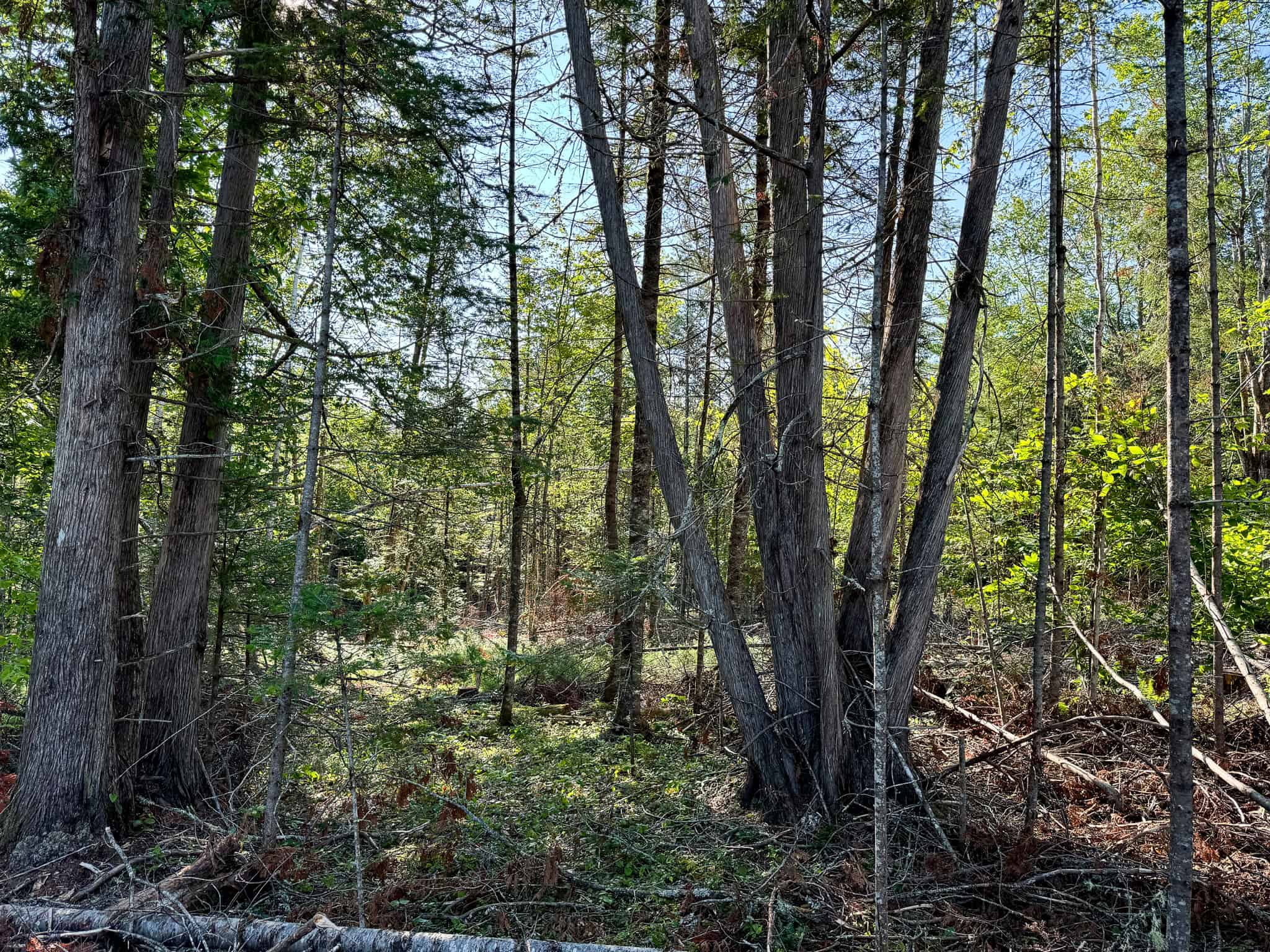 Large Year Round Accessible Maine Parcel