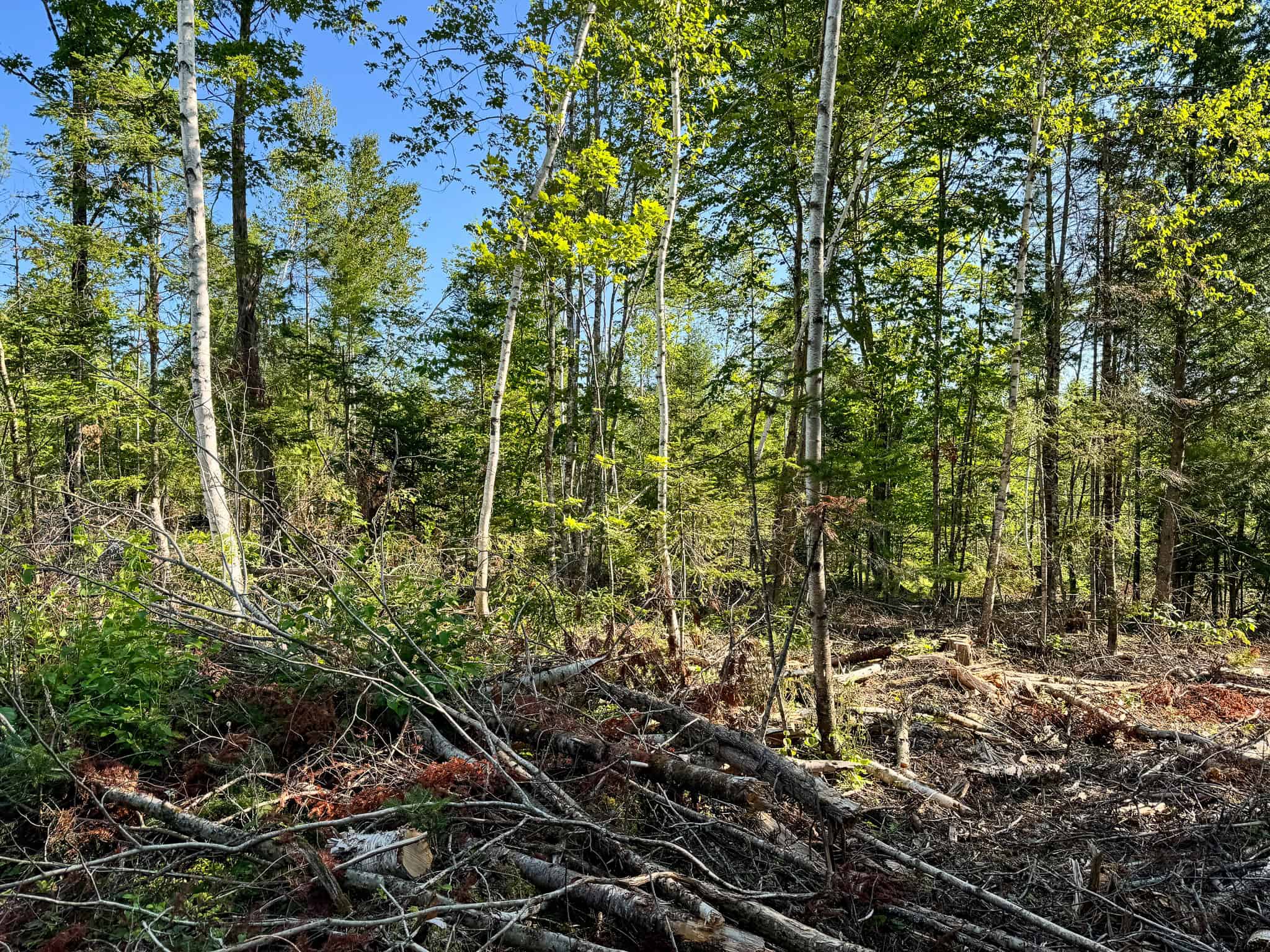 Large Year Round Accessible Maine Parcel