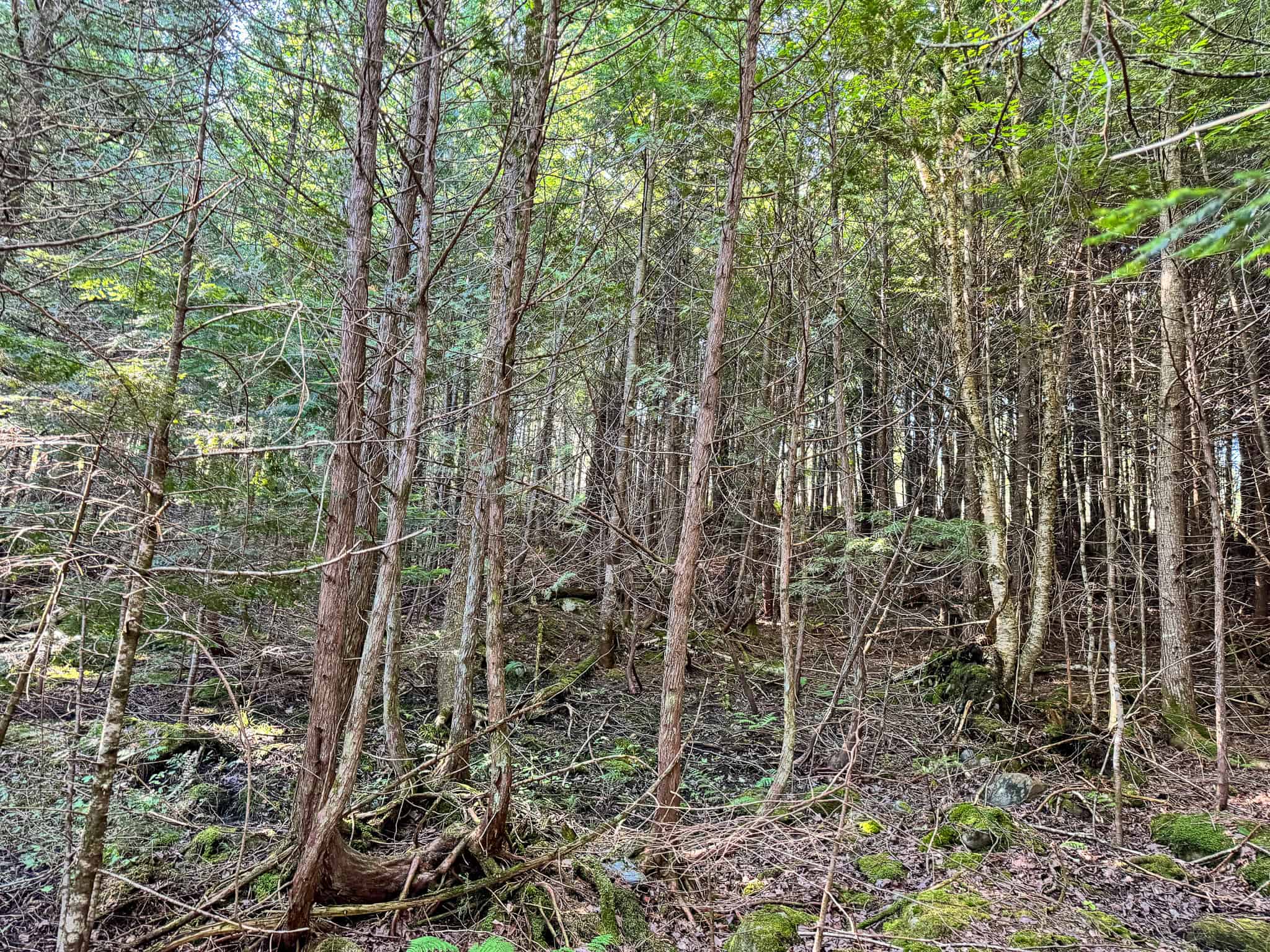 Large Year Round Accessible Maine Parcel