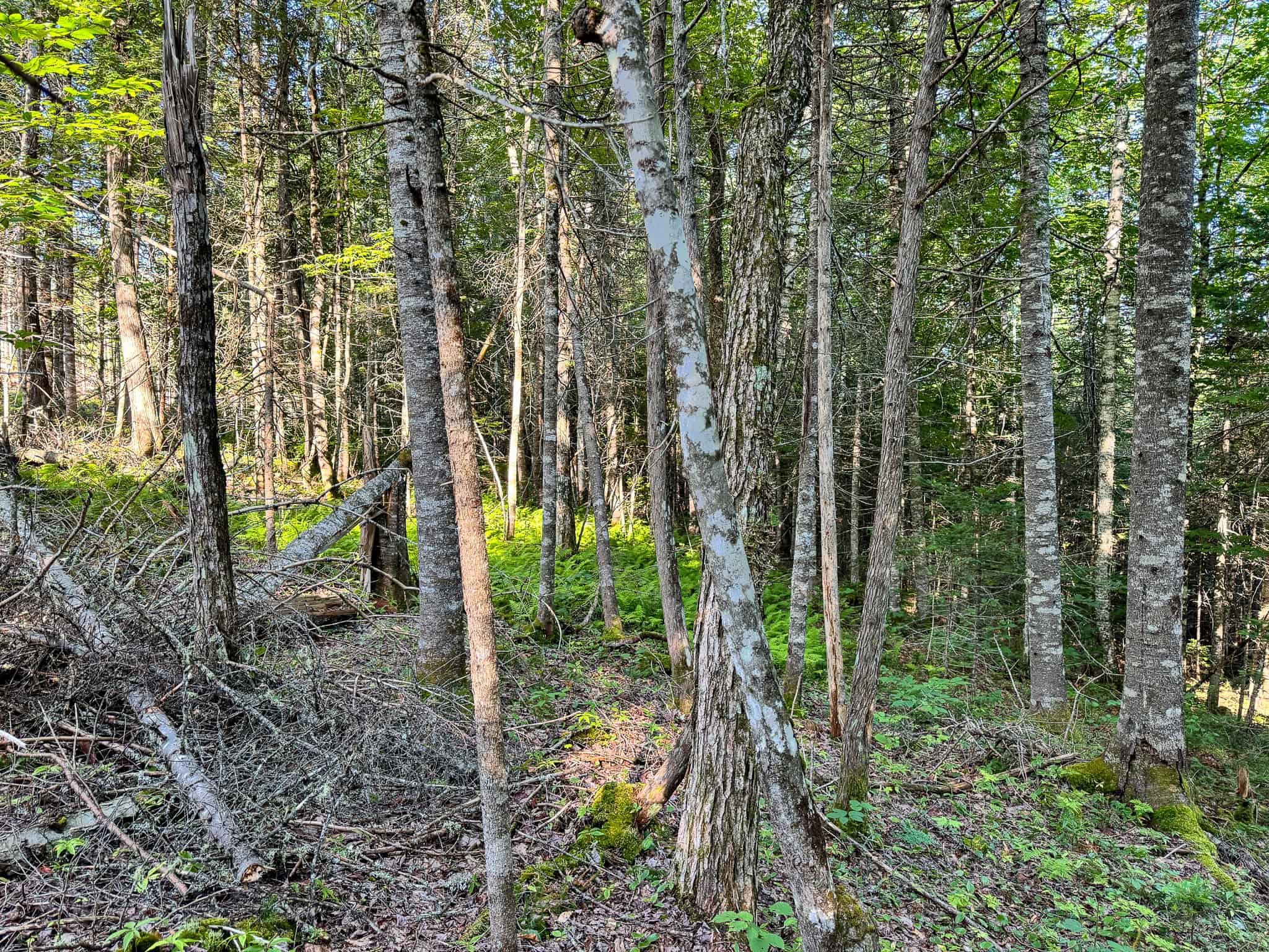 Large Year Round Accessible Maine Parcel