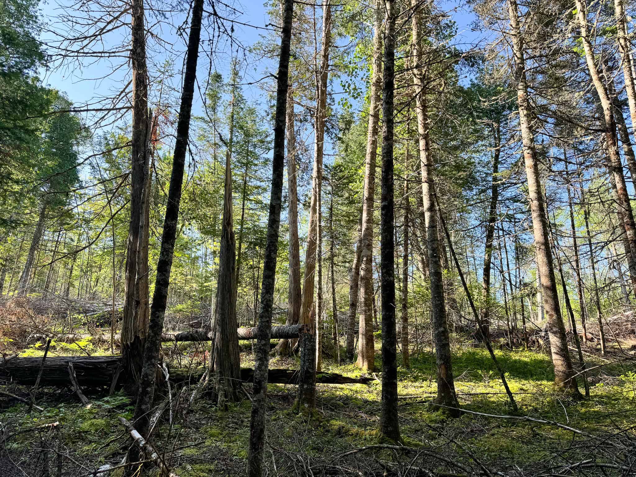 Large Year Round Accessible Maine Parcel