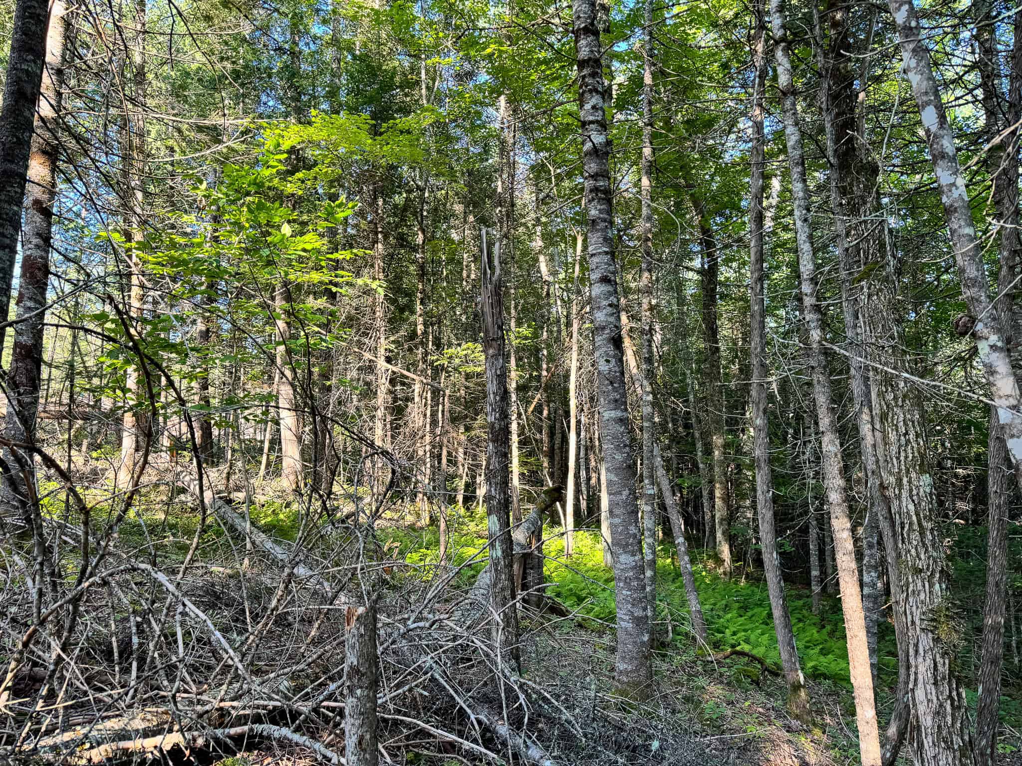 Large Year Round Accessible Maine Parcel