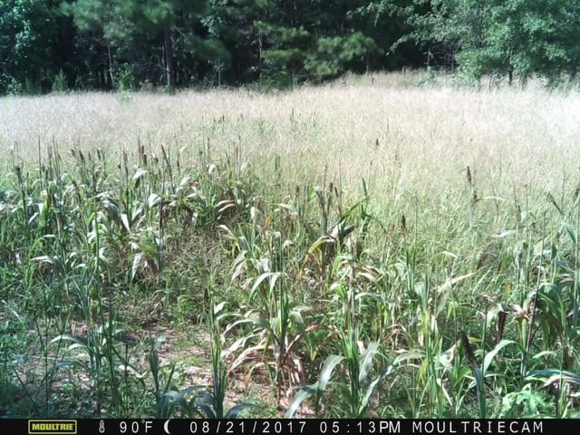 The BW Game Ranch