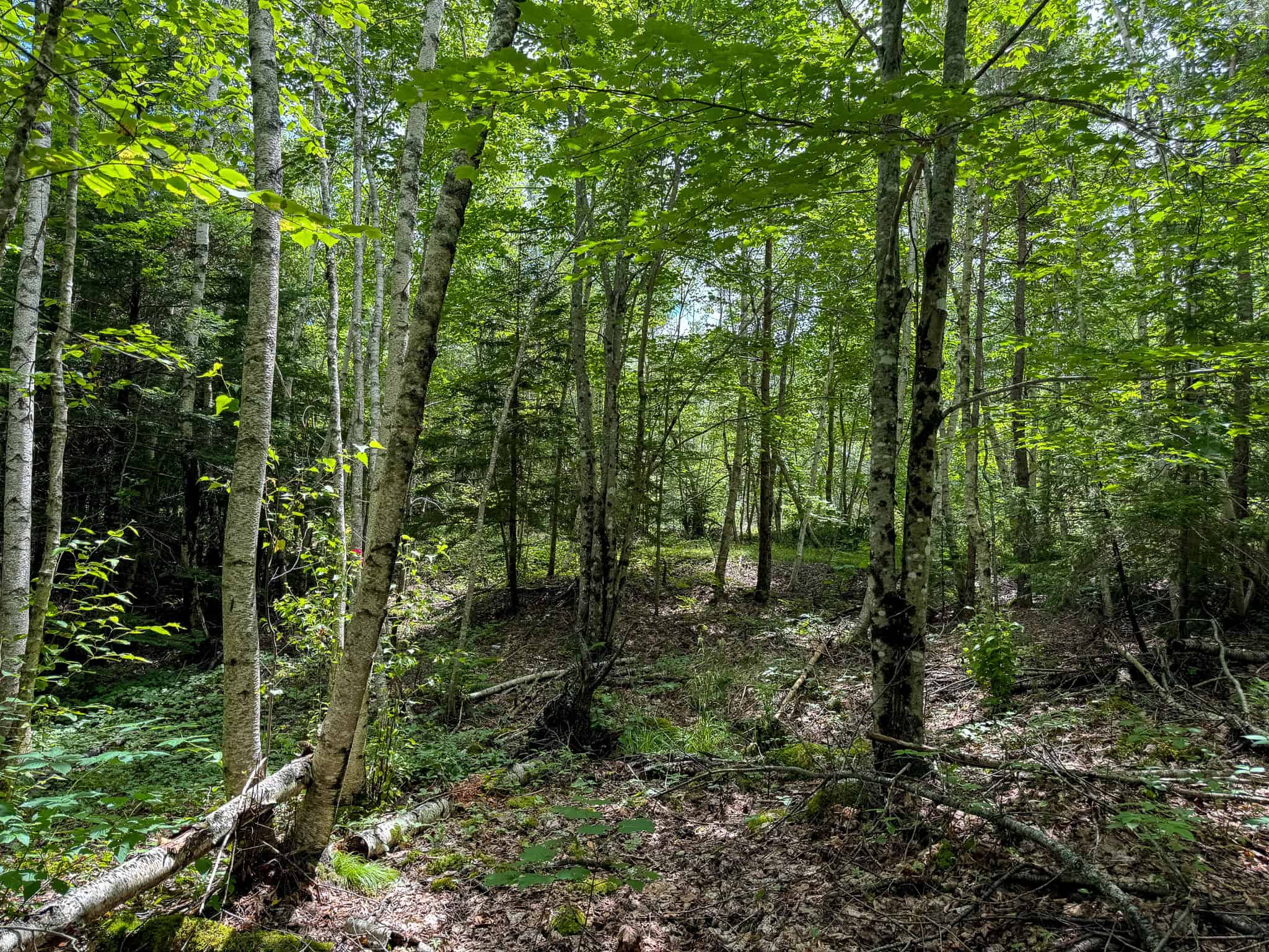 330 Acre Parcel with Waterfront