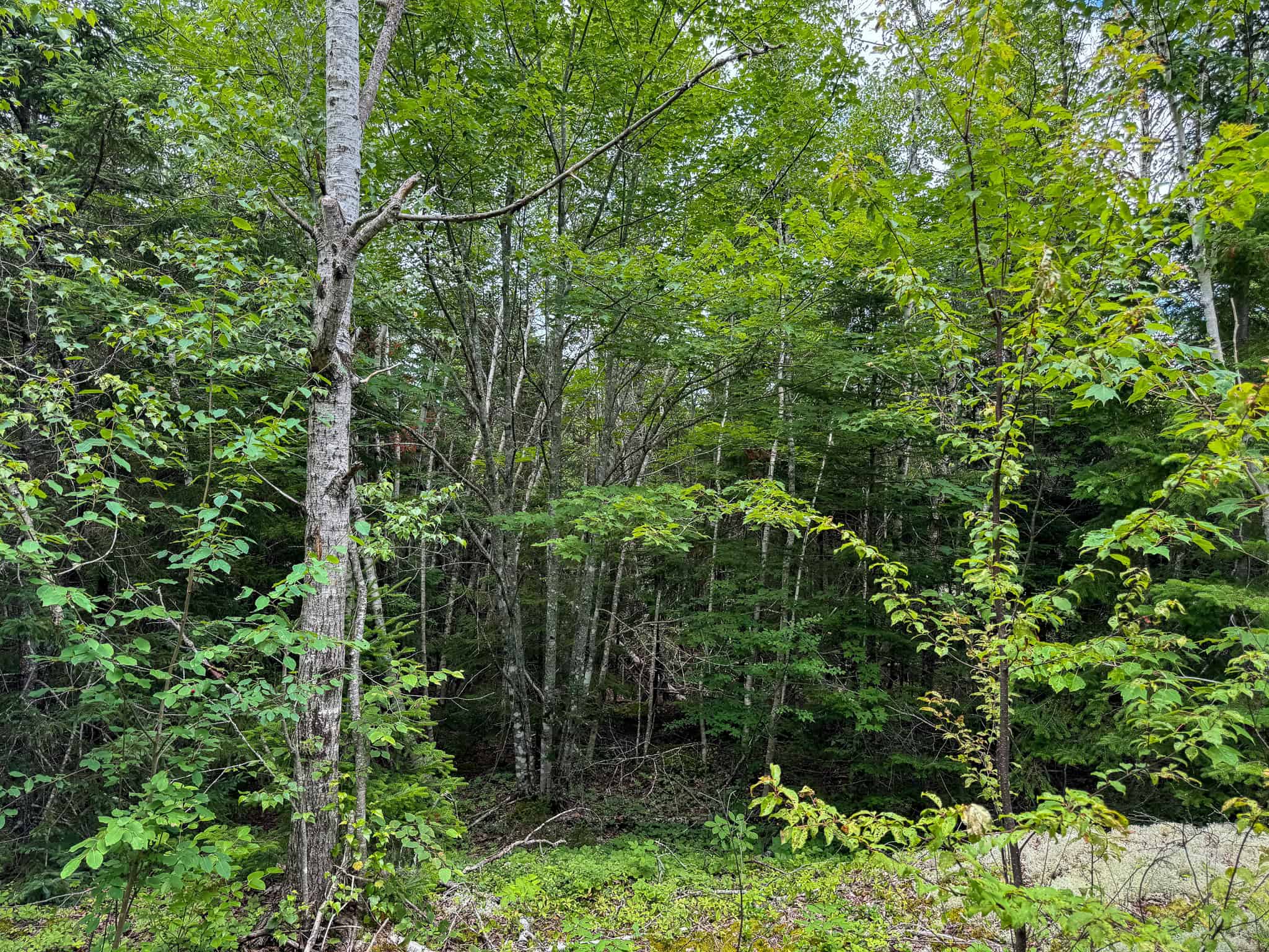 330 Acre Parcel with Waterfront