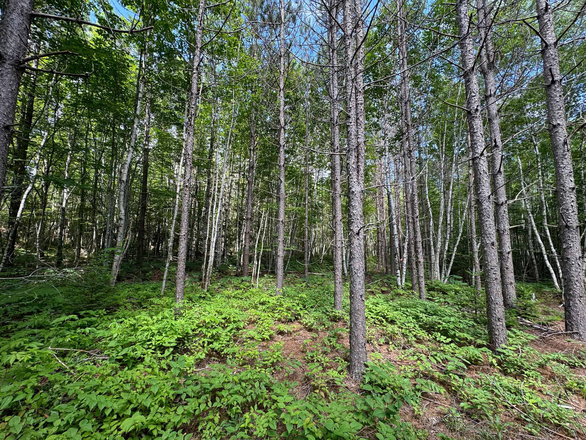 330 Acre Parcel with Waterfront