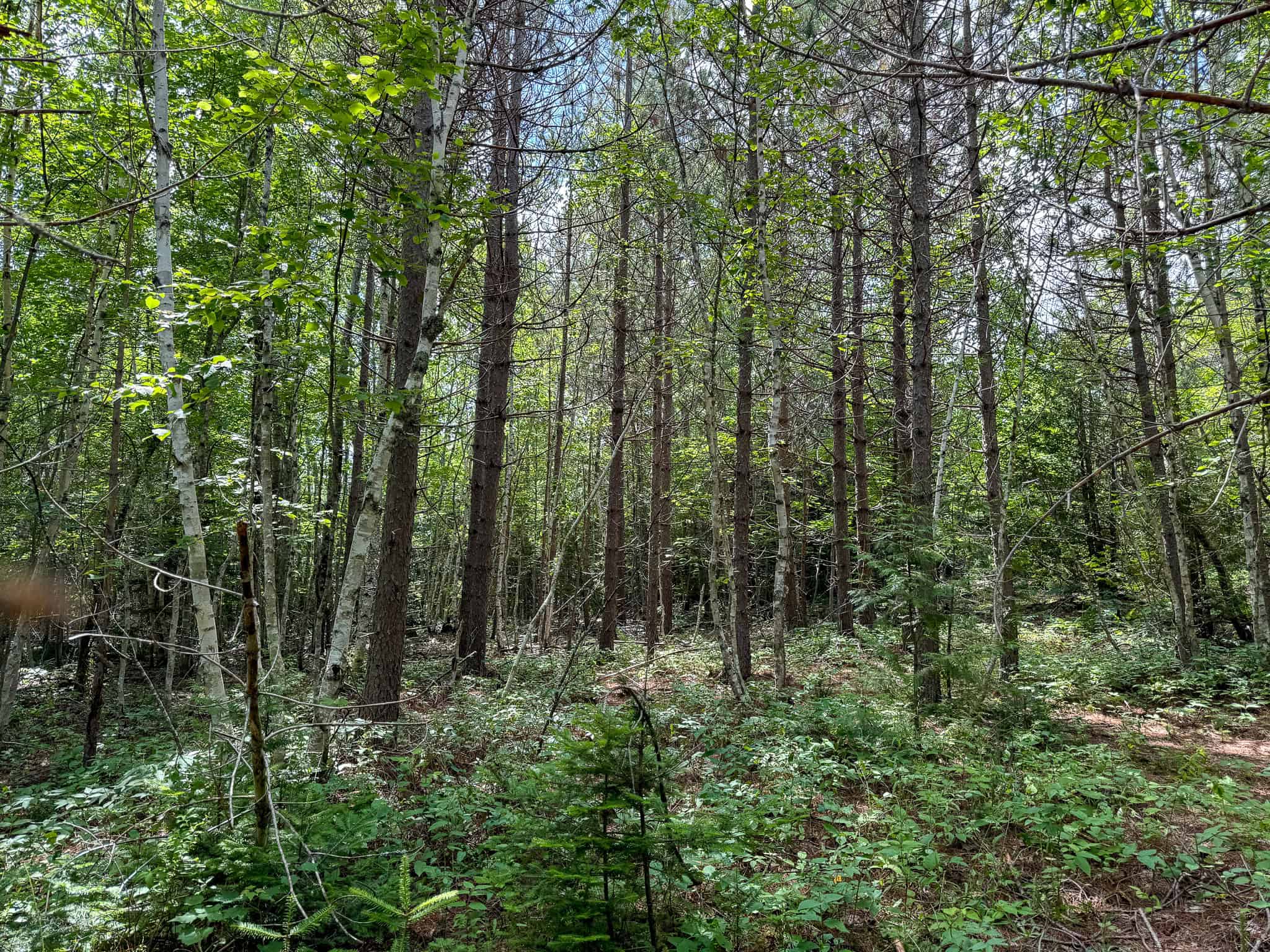 330 Acre Parcel with Waterfront