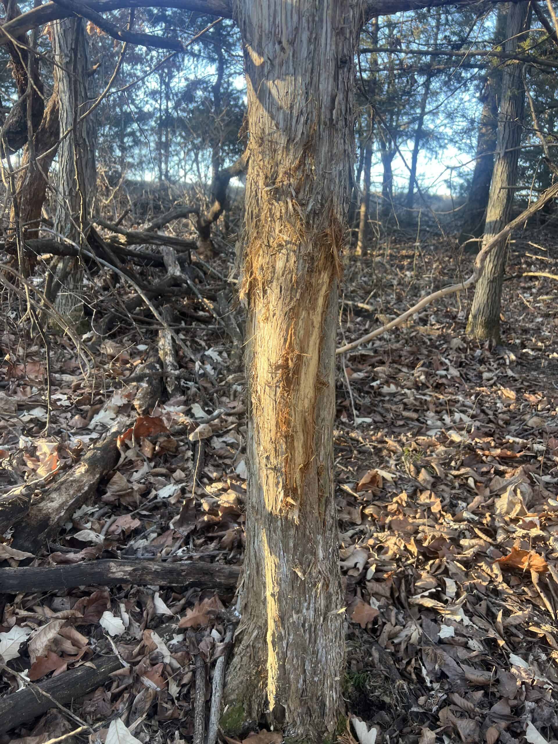 Northern MO Dynamite Hunting with Income