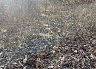 Northern MO Dynamite Hunting with Income