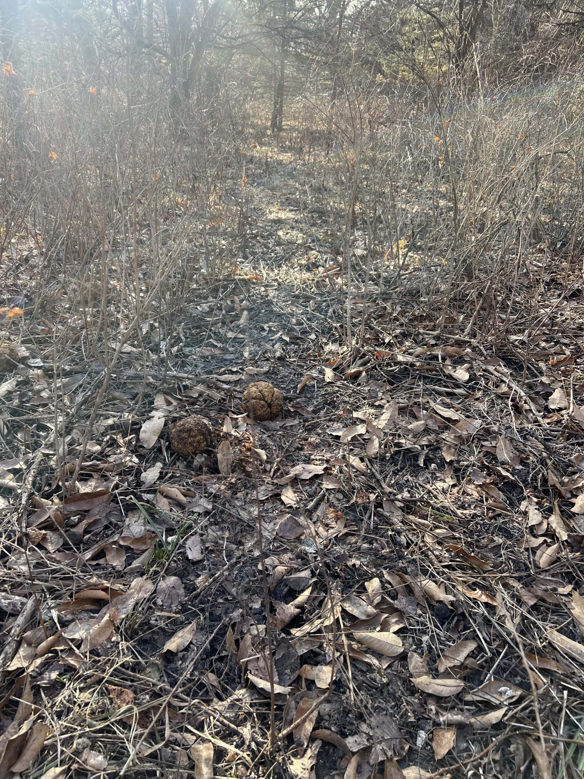 Northern MO Dynamite Hunting with Income