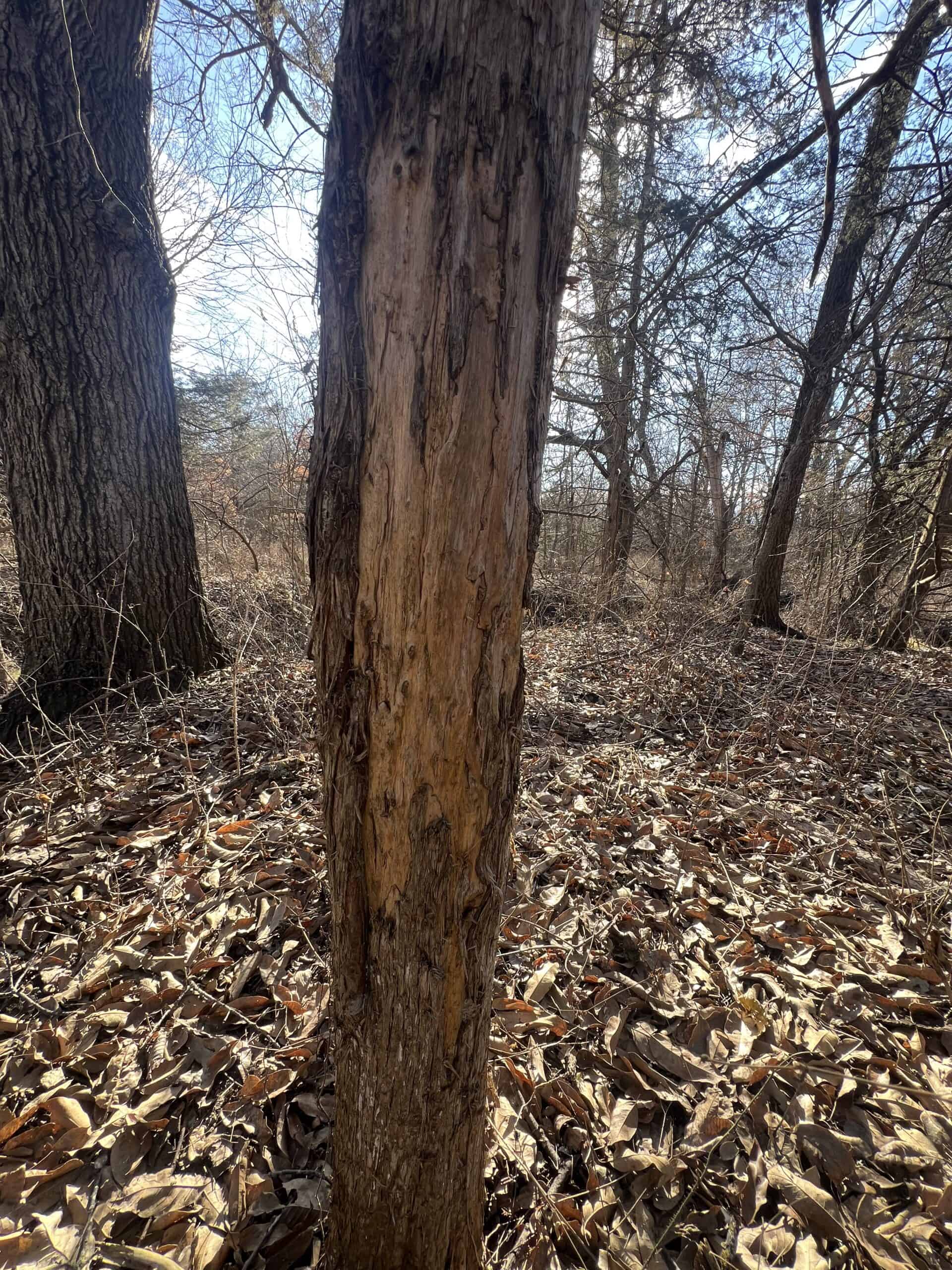 Northern MO Dynamite Hunting with Income