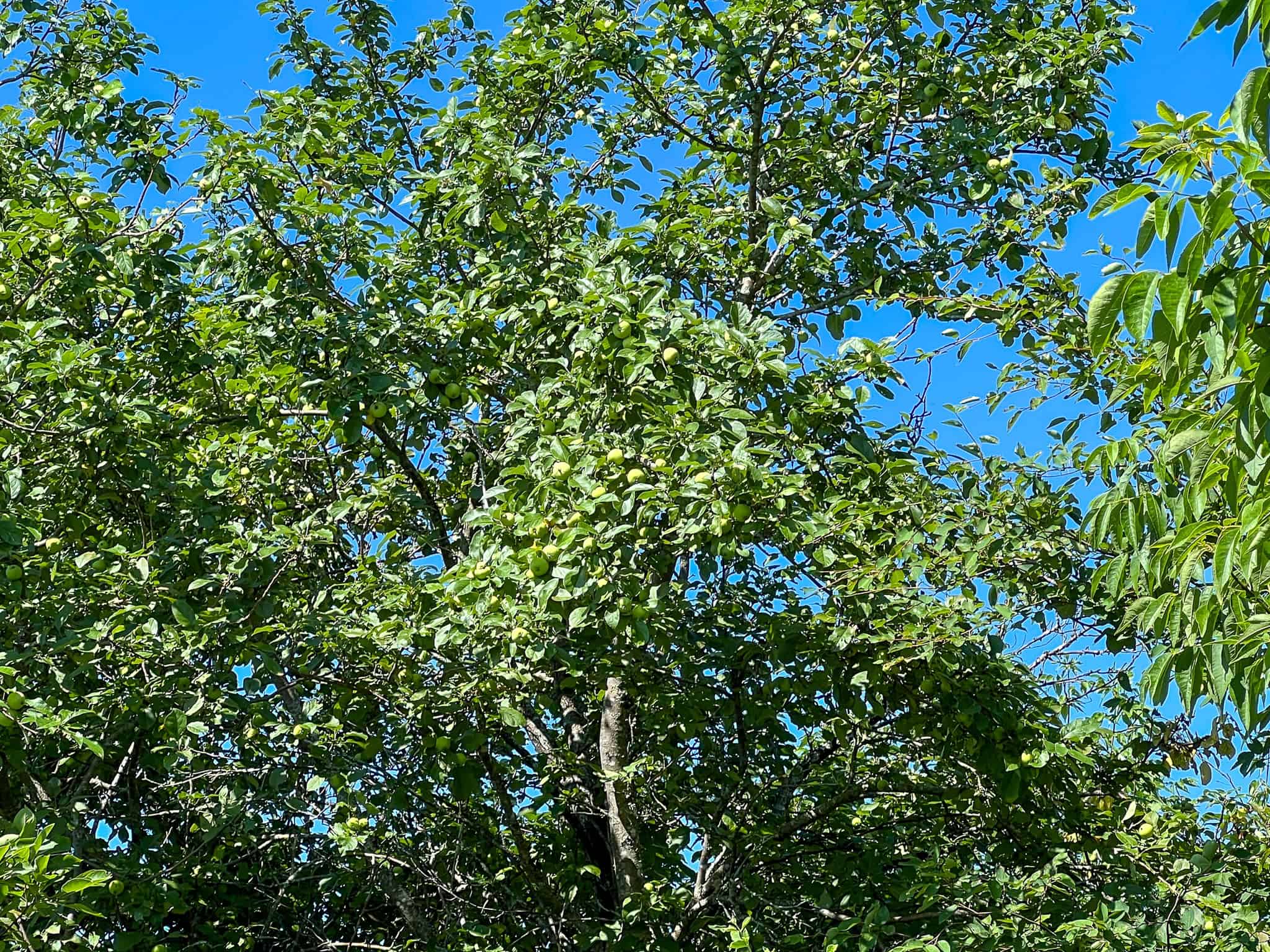42.3 Acres of Maine Land