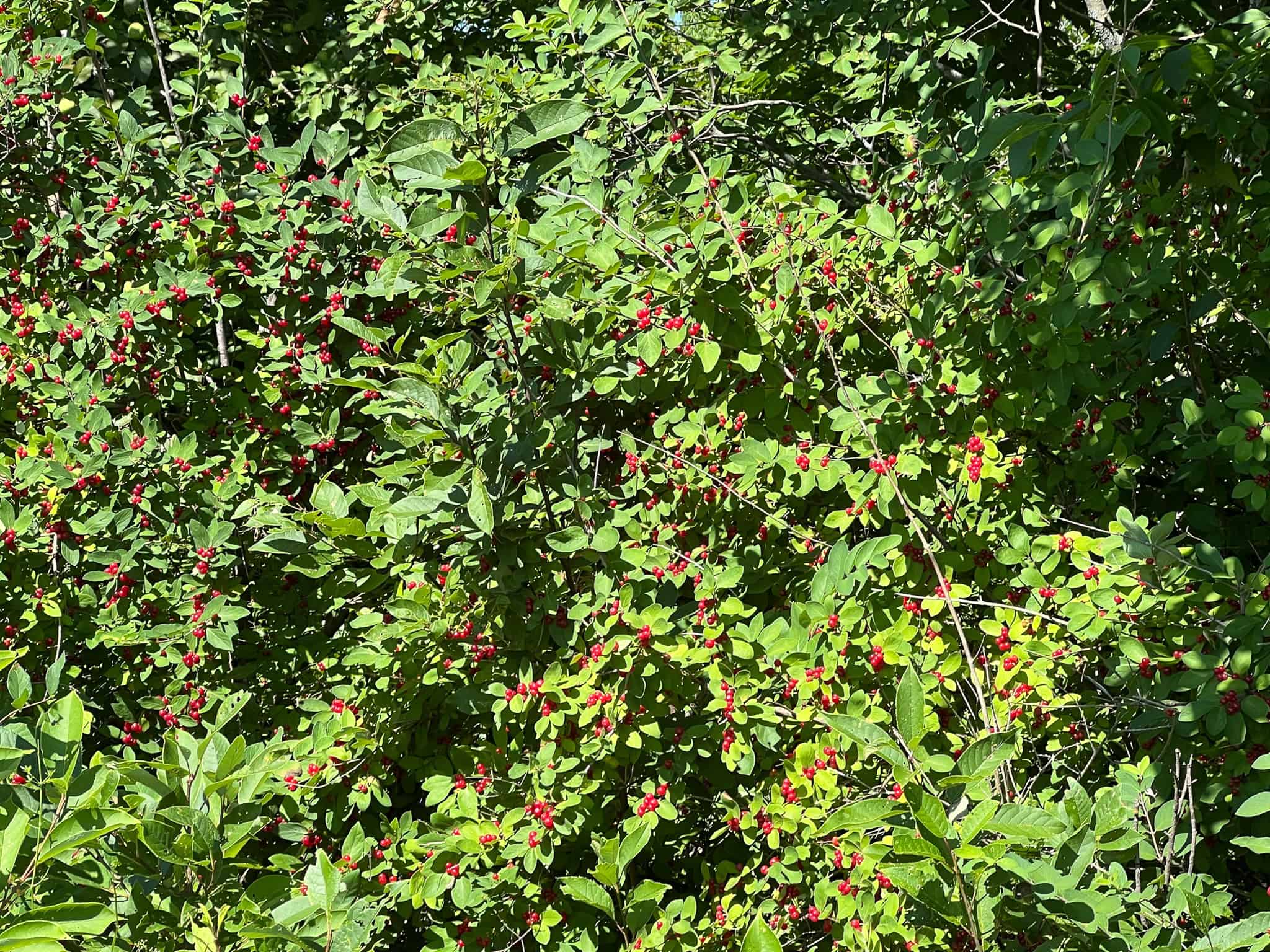 42.3 Acres of Maine Land