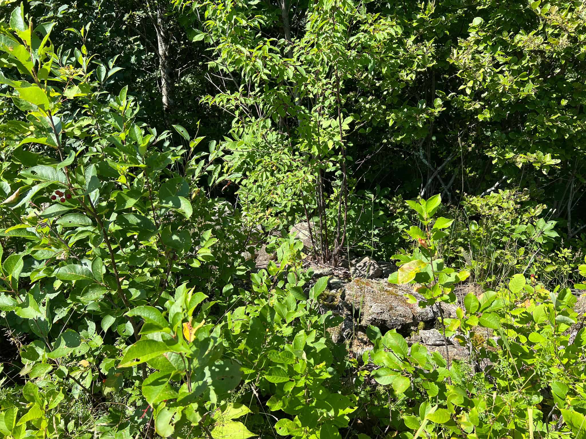 42.3 Acres of Maine Land