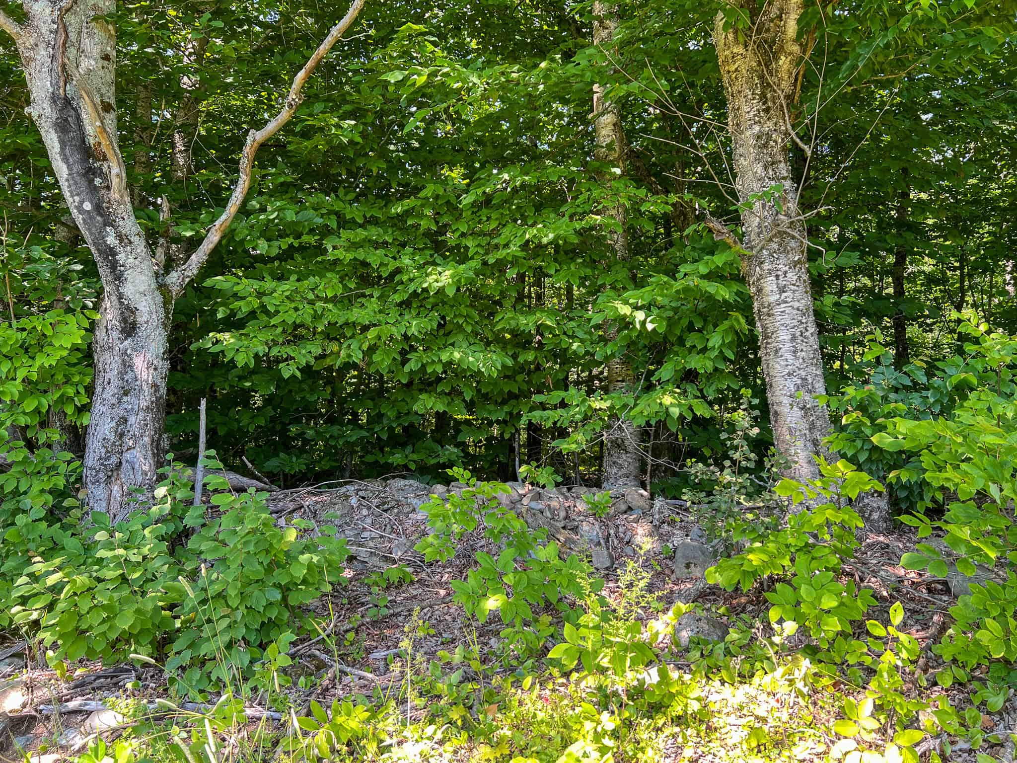 42.3 Acres of Maine Land
