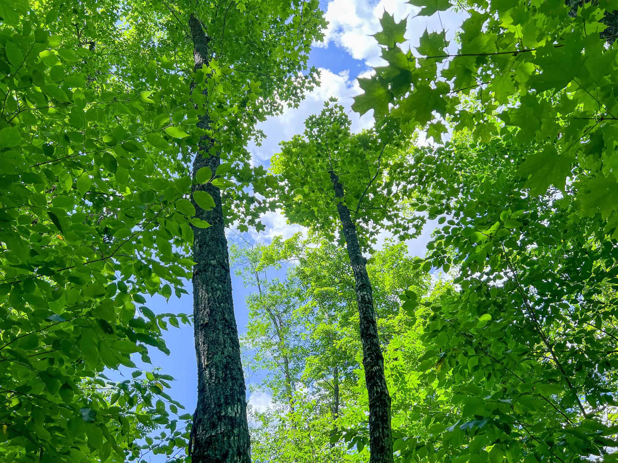 42.3 Acres of Maine Land