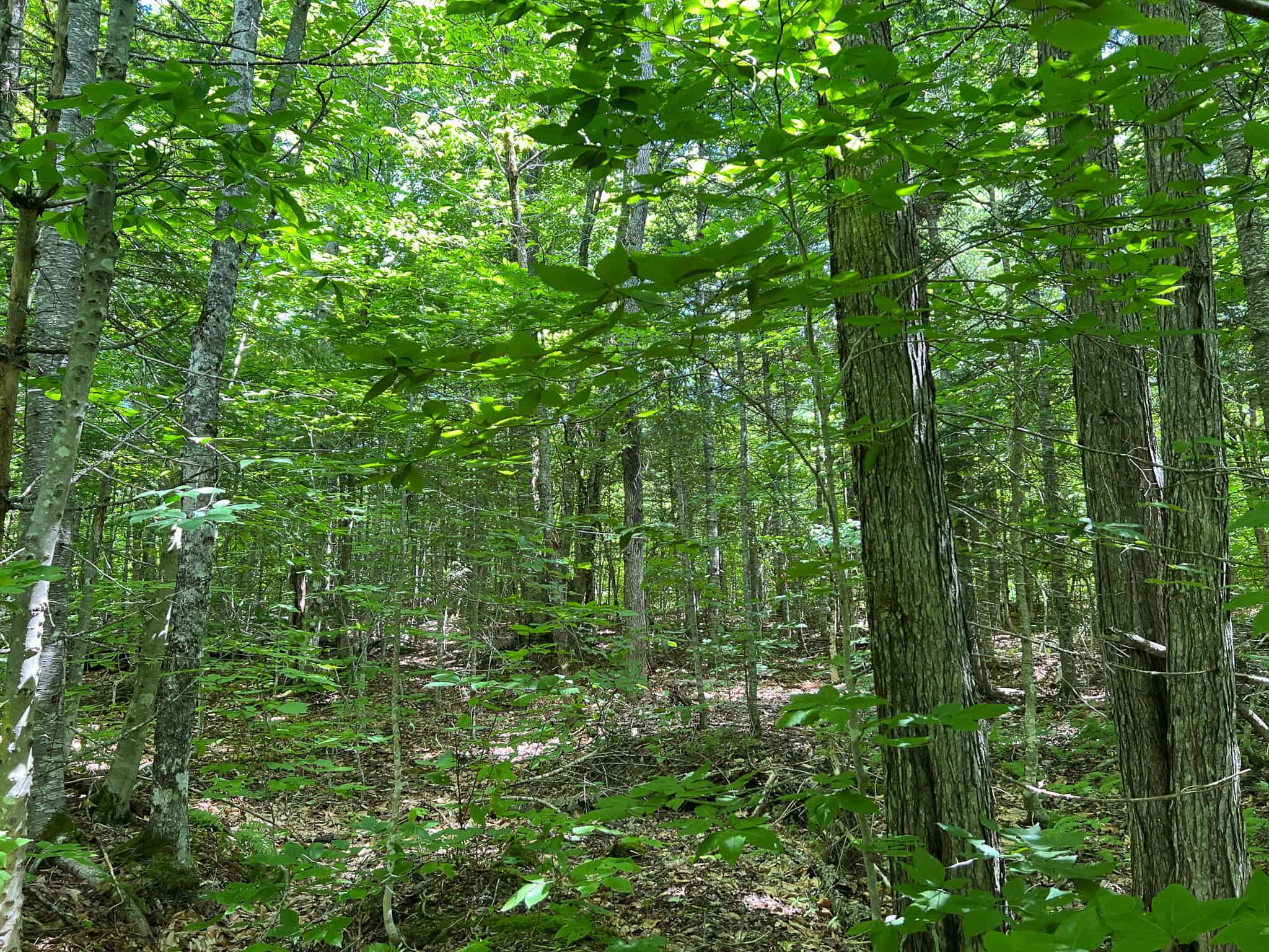 42.3 Acres of Maine Land