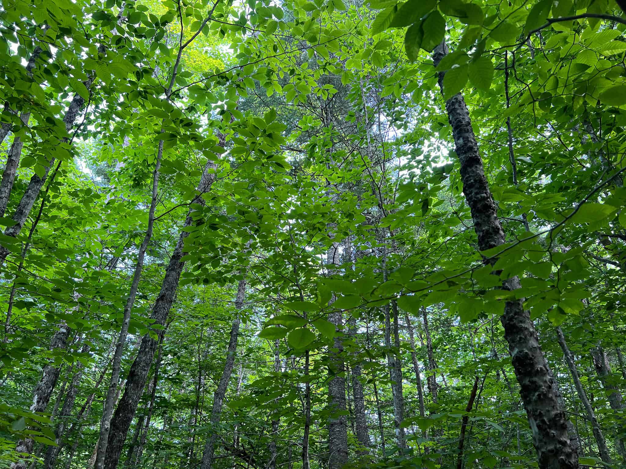 42.3 Acres of Maine Land