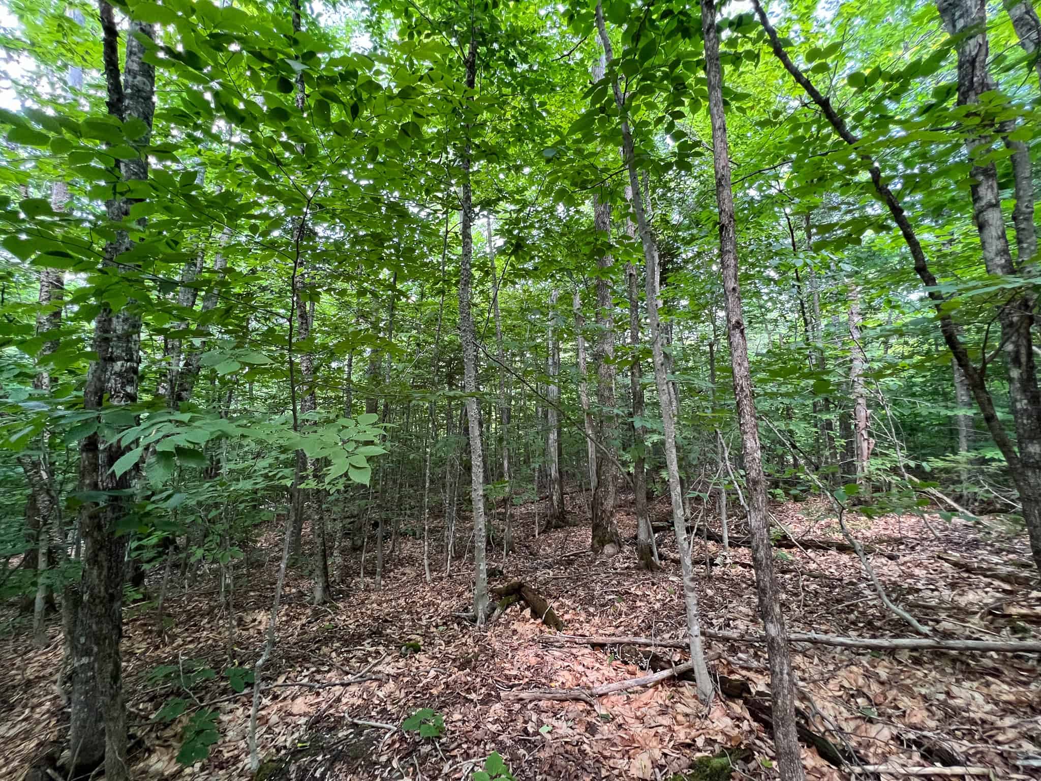 42.3 Acres of Maine Land