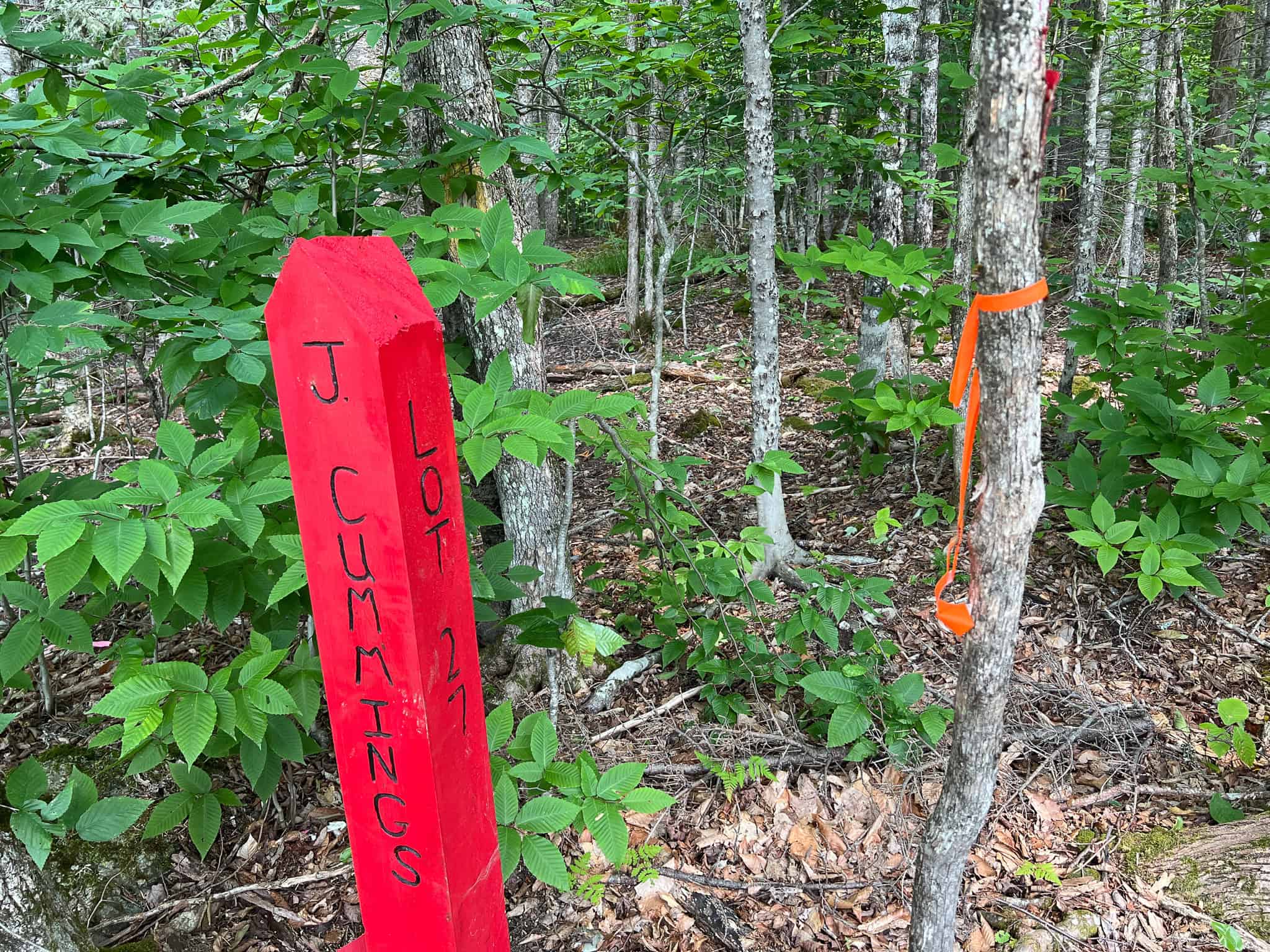 42.3 Acres of Maine Land