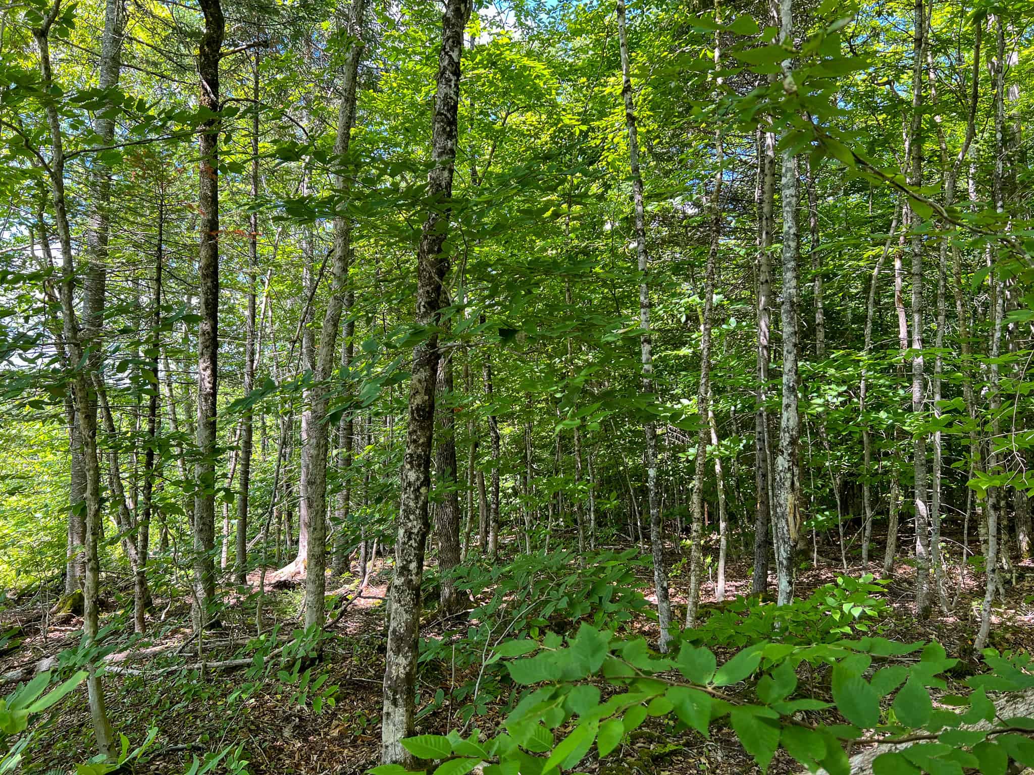 42.3 Acres of Maine Land