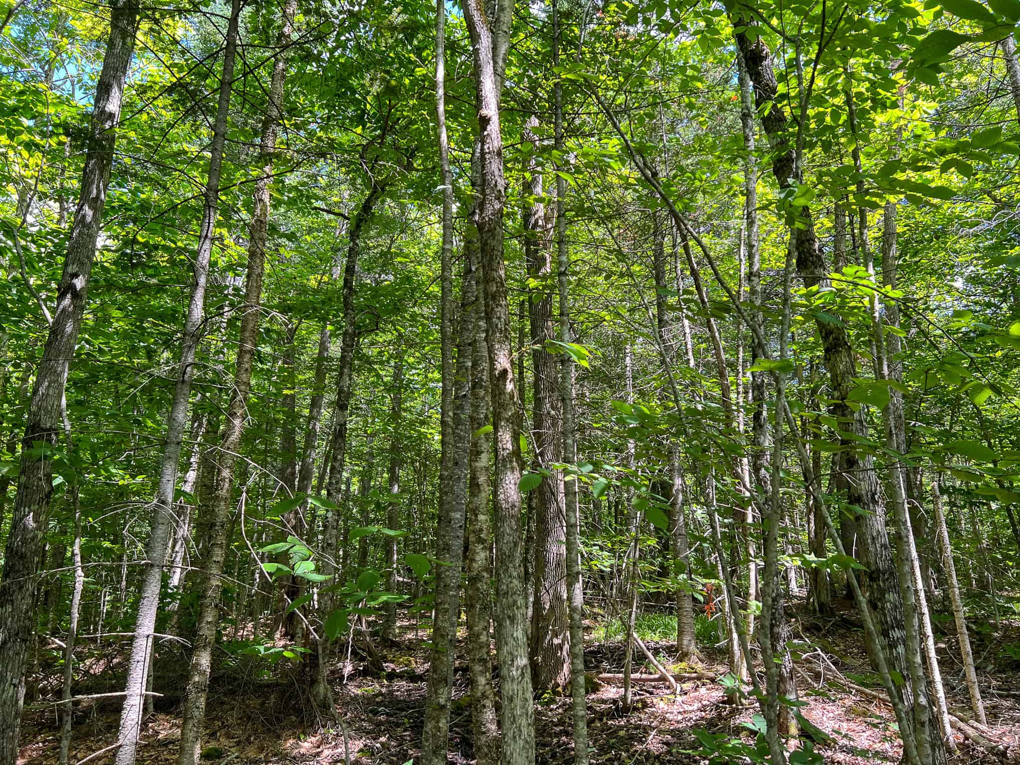 42.3 Acres of Maine Land