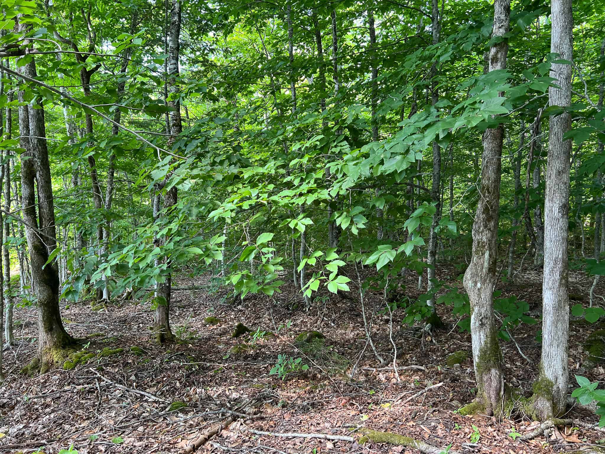 42.3 Acres of Maine Land