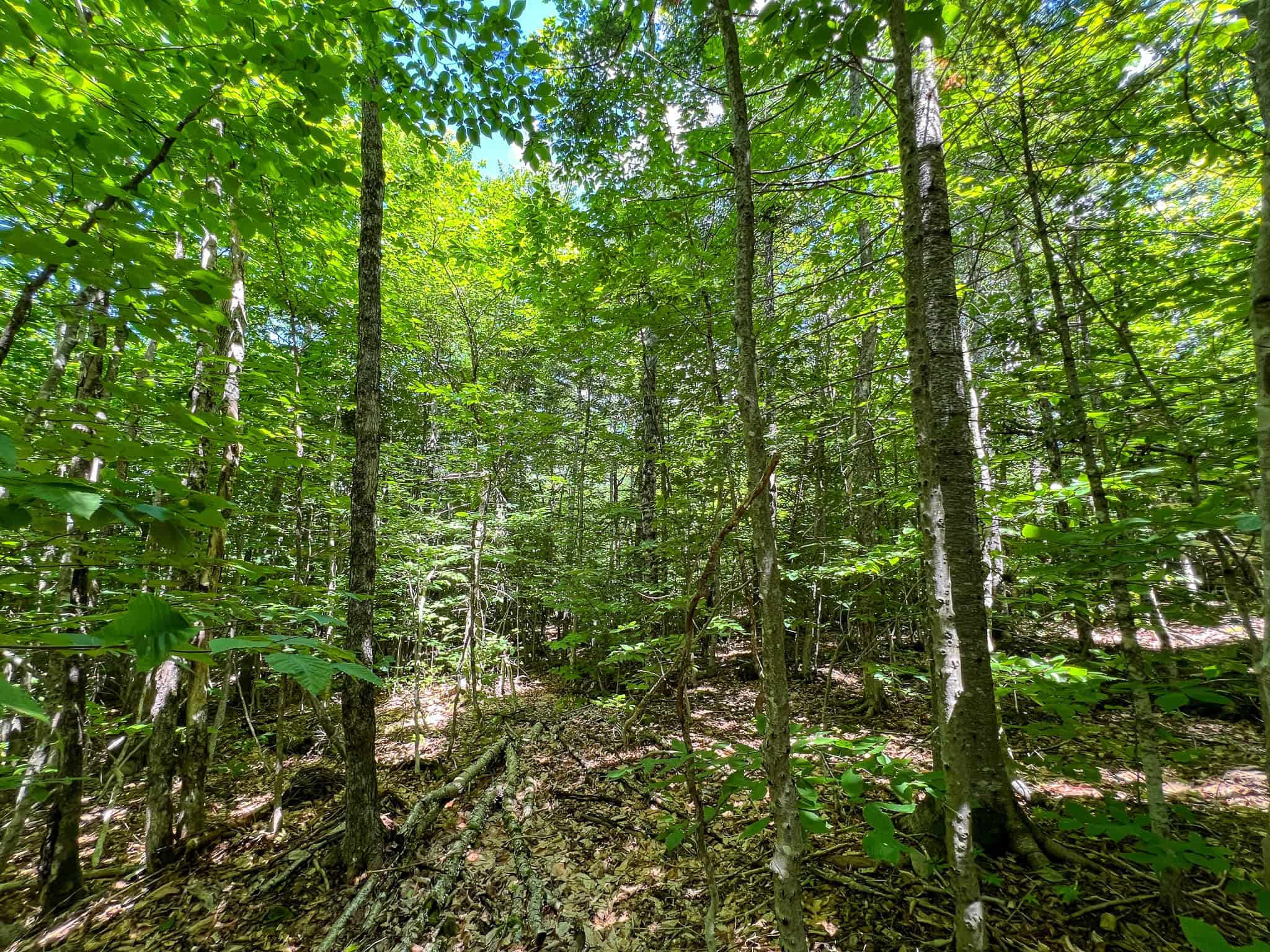 42.3 Acres of Maine Land