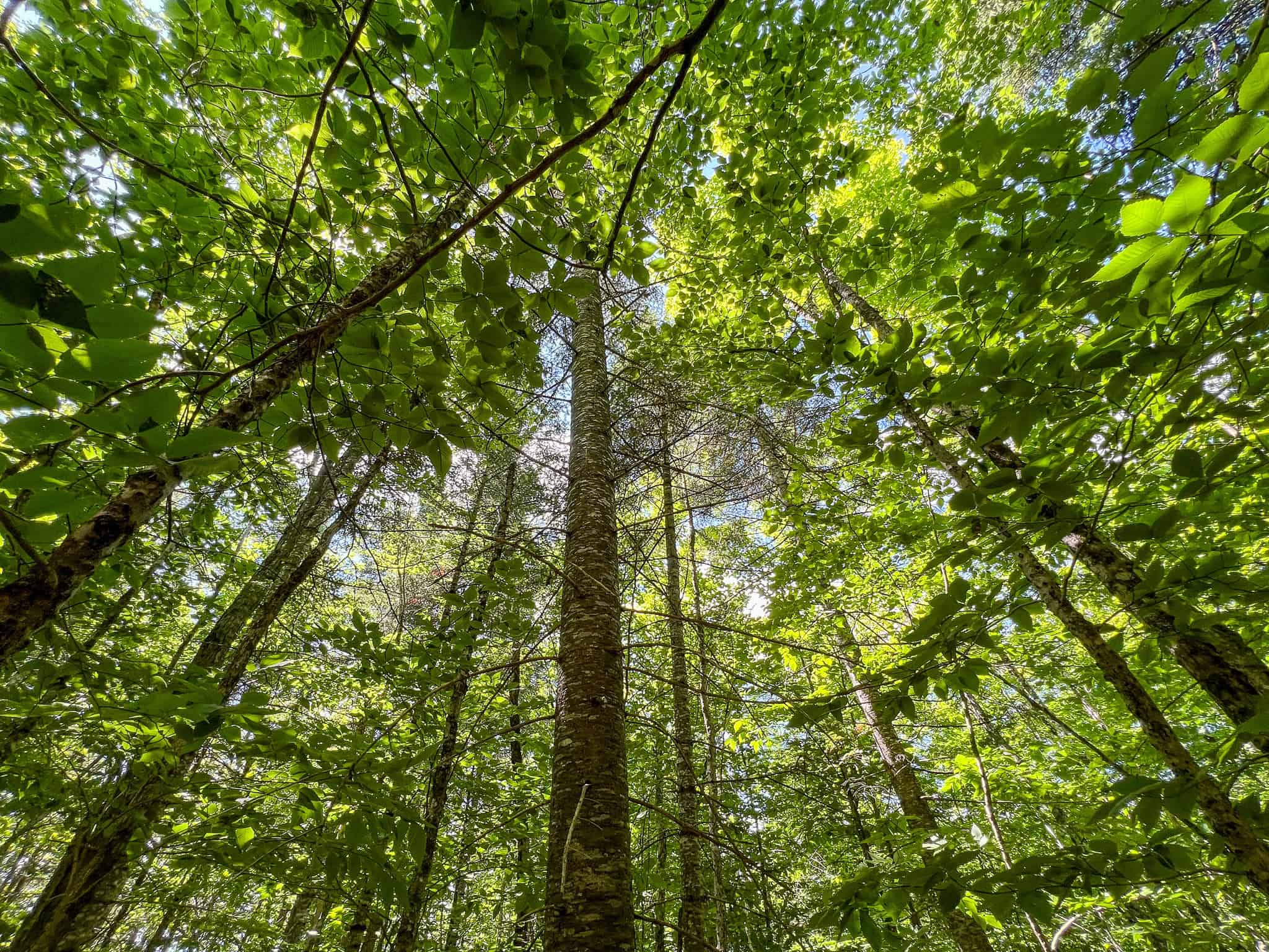 42.3 Acres of Maine Land