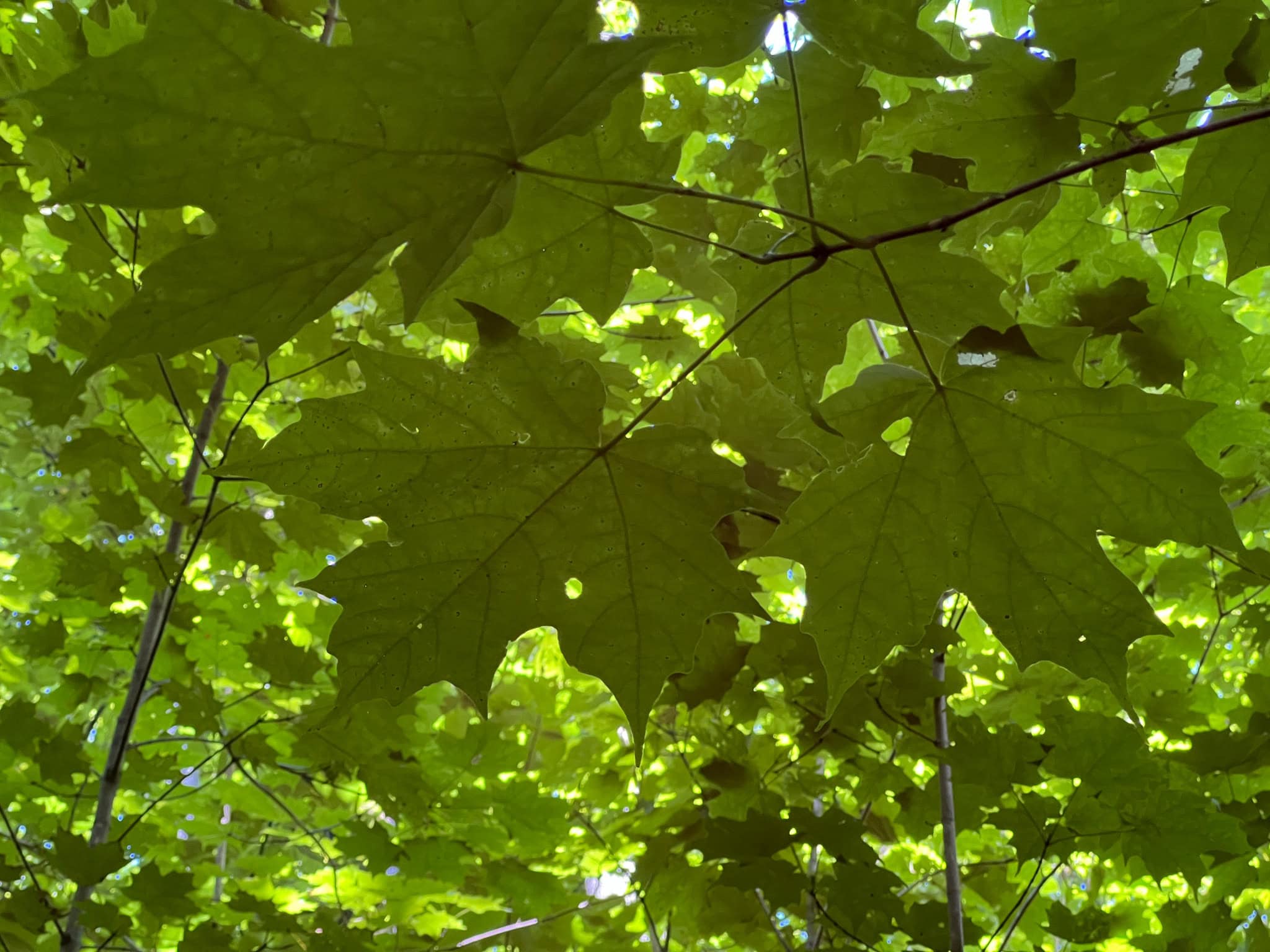 42.3 Acres of Maine Land