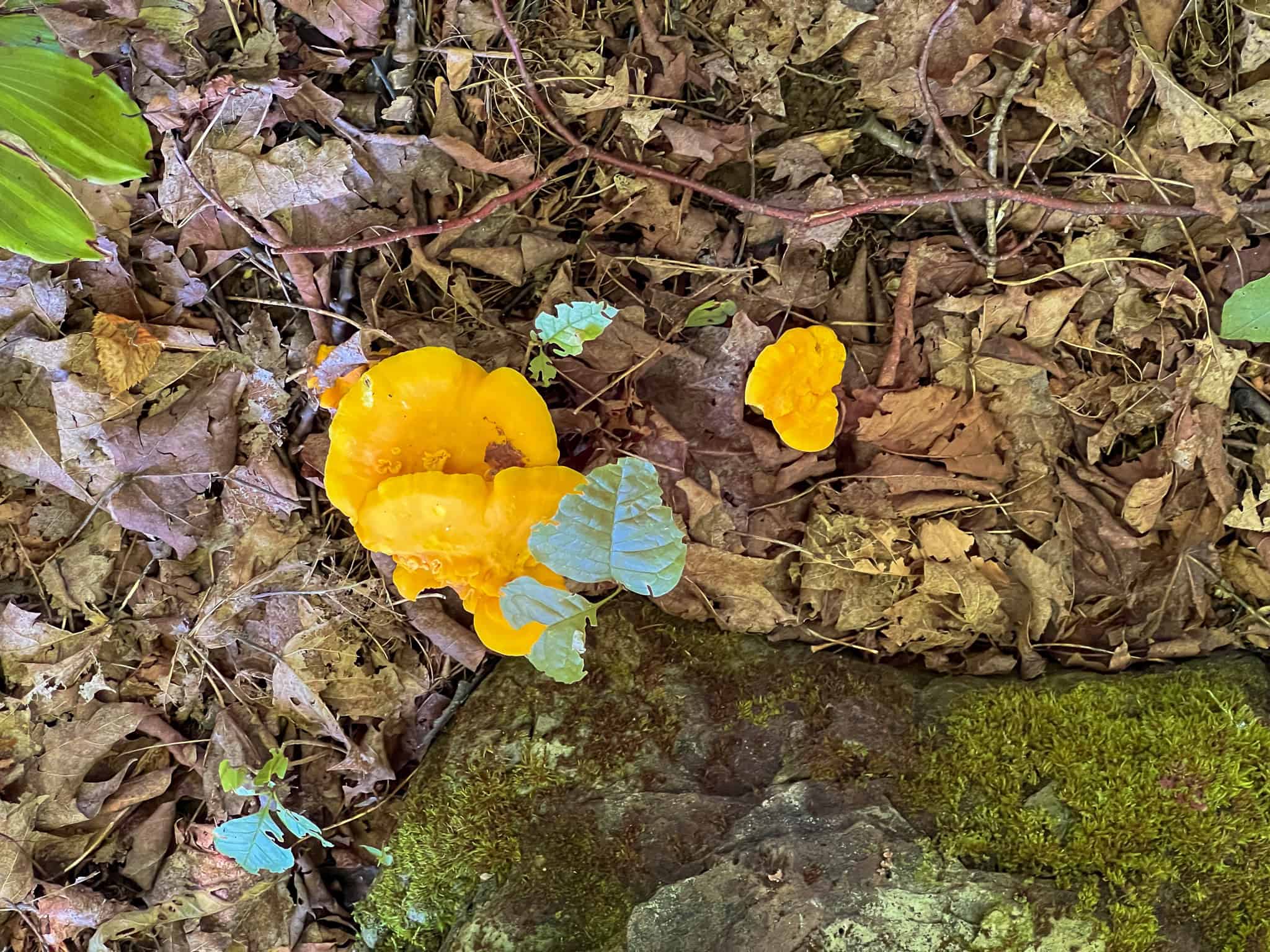 42.3 Acres of Maine Land