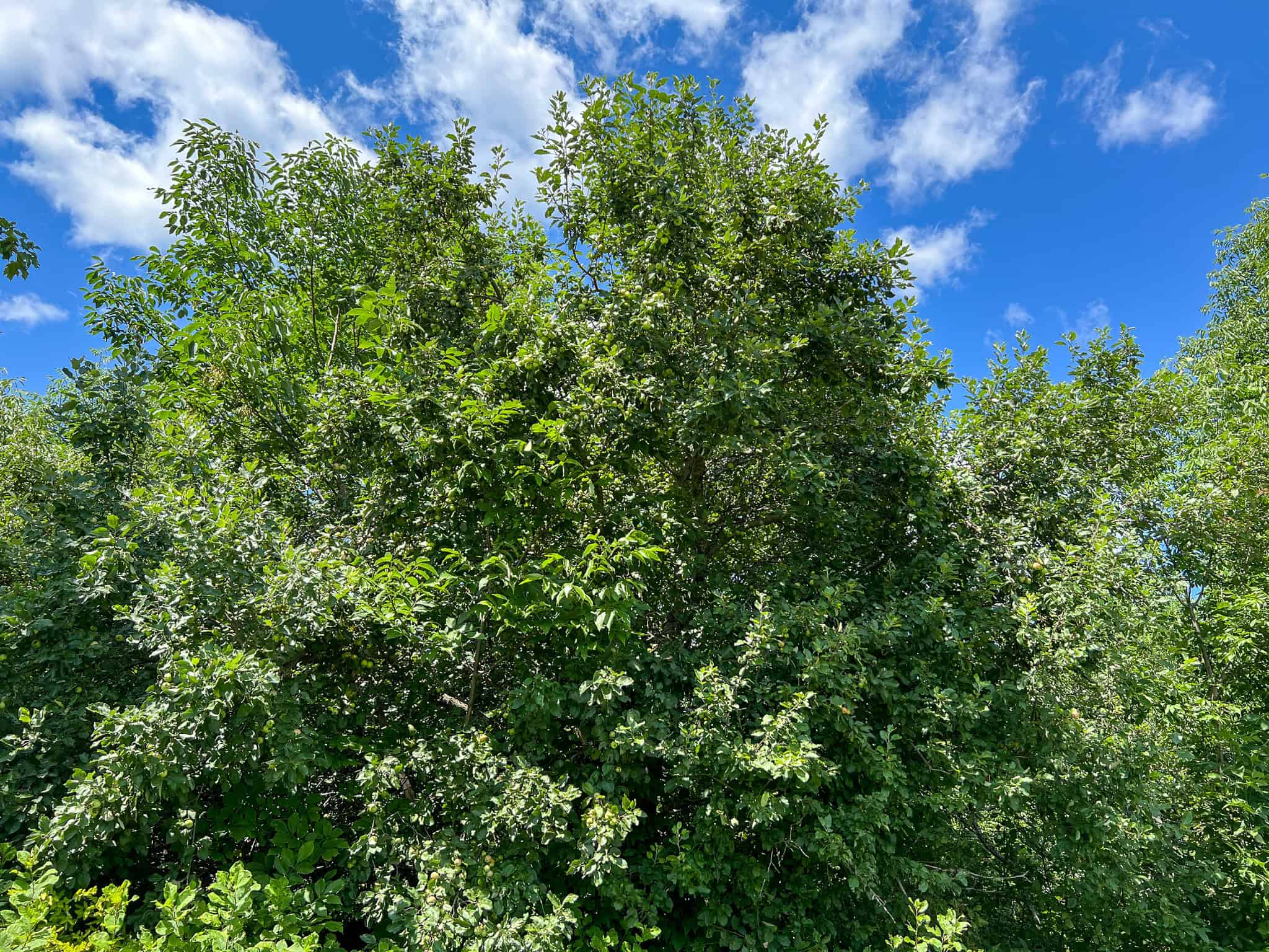 42.3 Acres of Maine Land