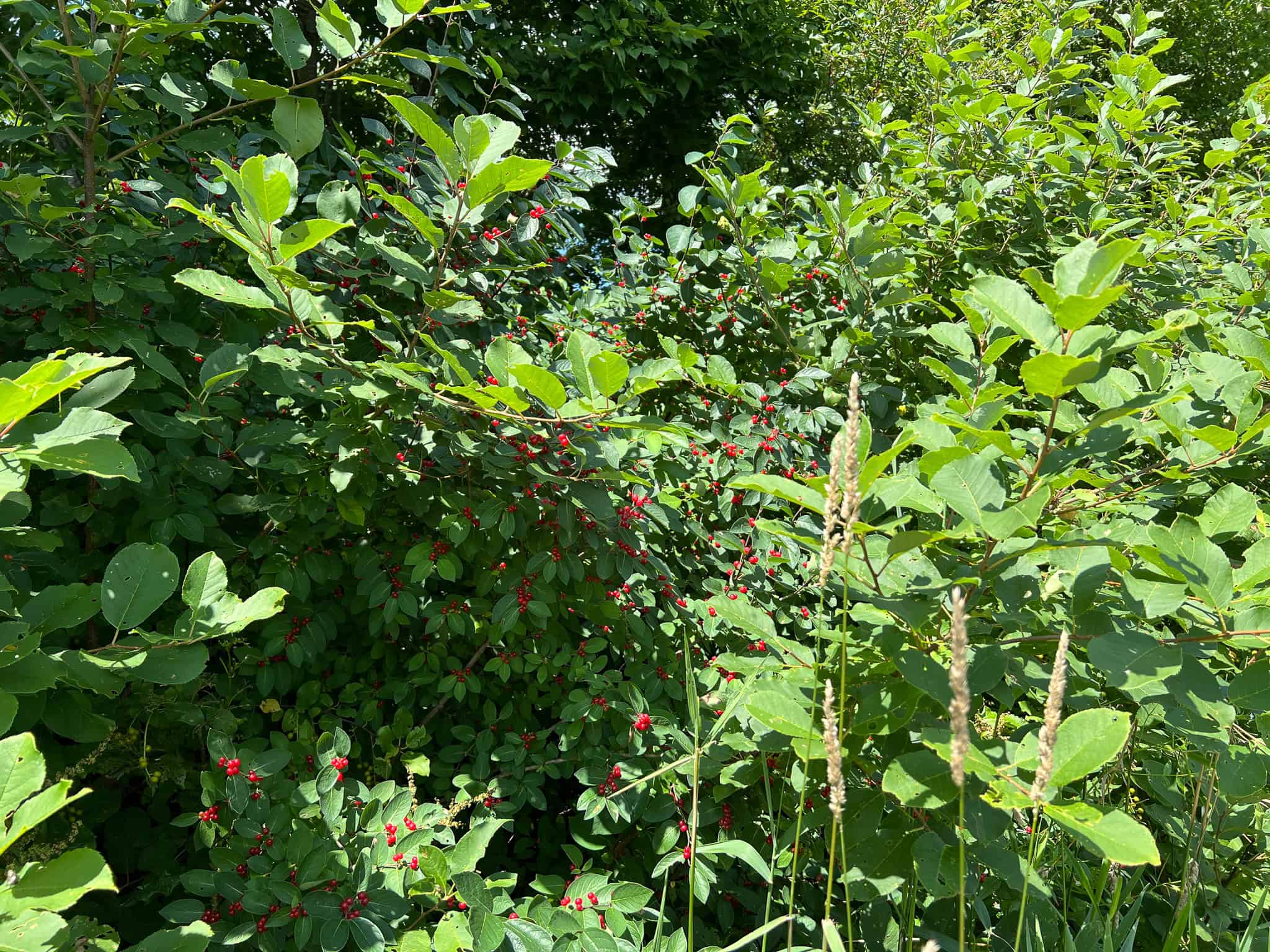 42.3 Acres of Maine Land