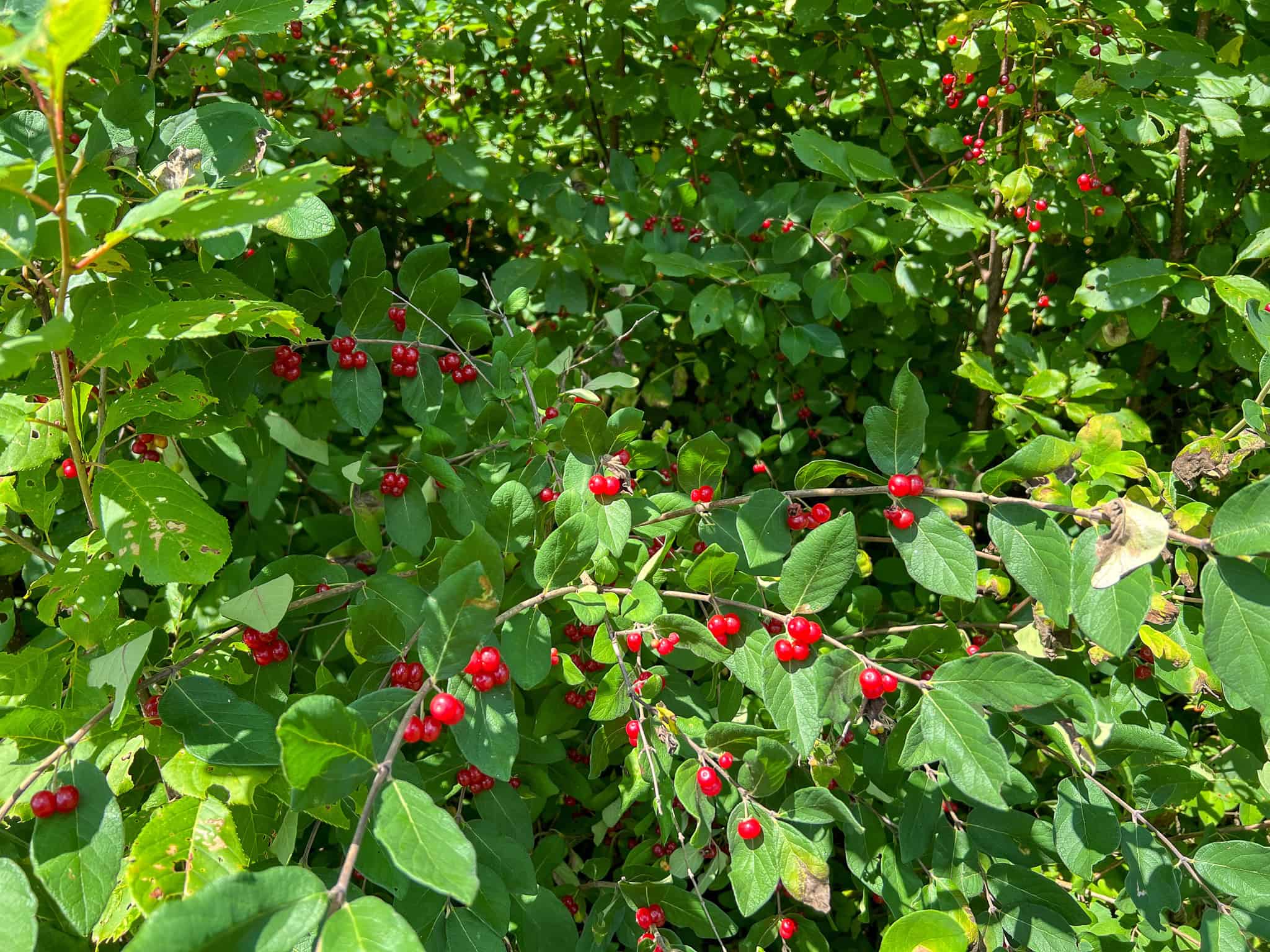 42.3 Acres of Maine Land
