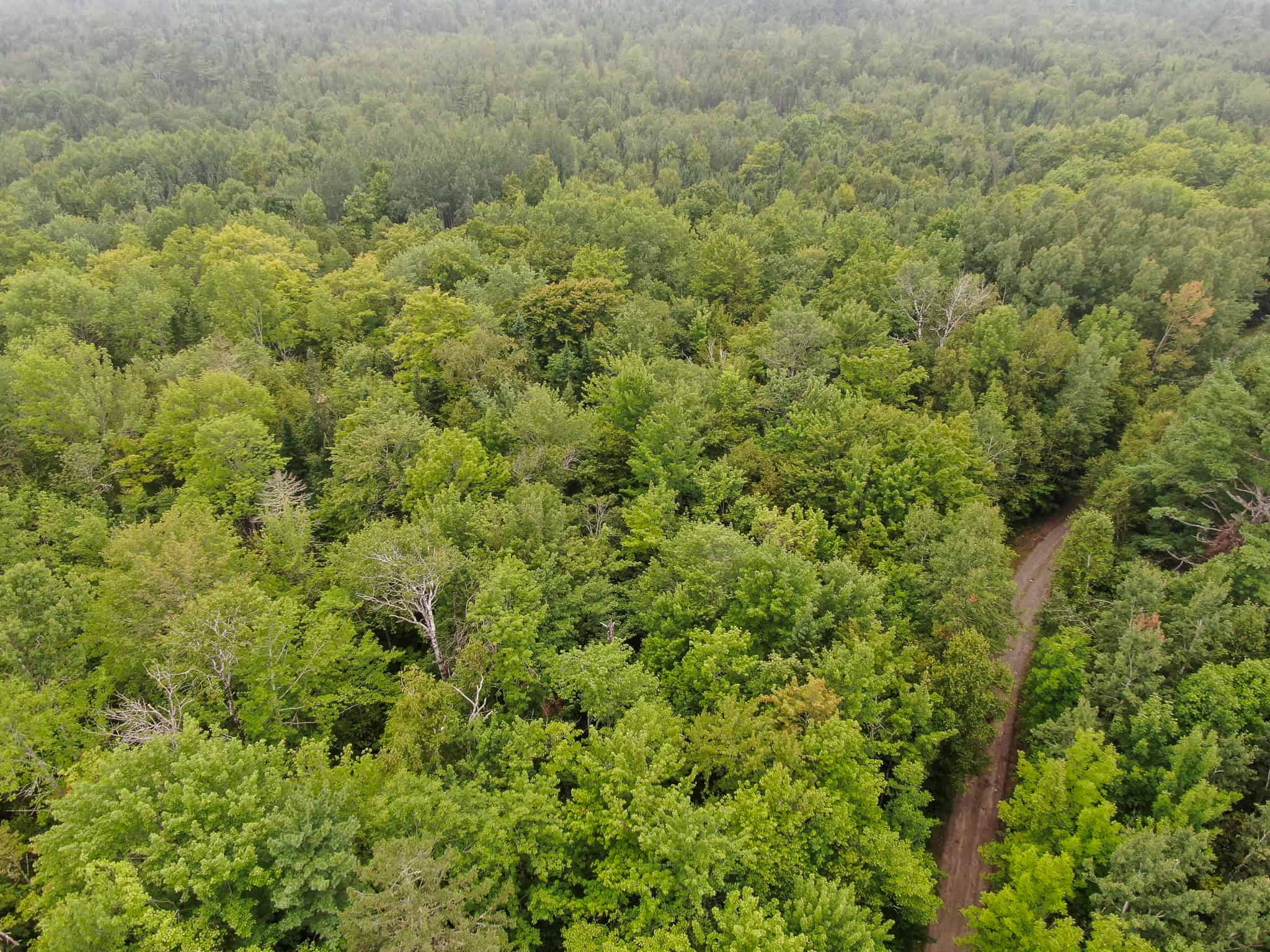 Affordable 20 Acres in the Woods