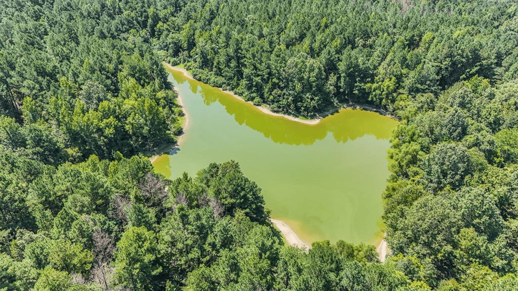 Hunting and Timberland for Sale in Claiborne County, MS