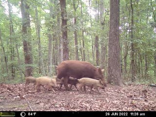 HUNTING PROPERTY FOR SALE IN TN WITH TIMBER AND BRANCH