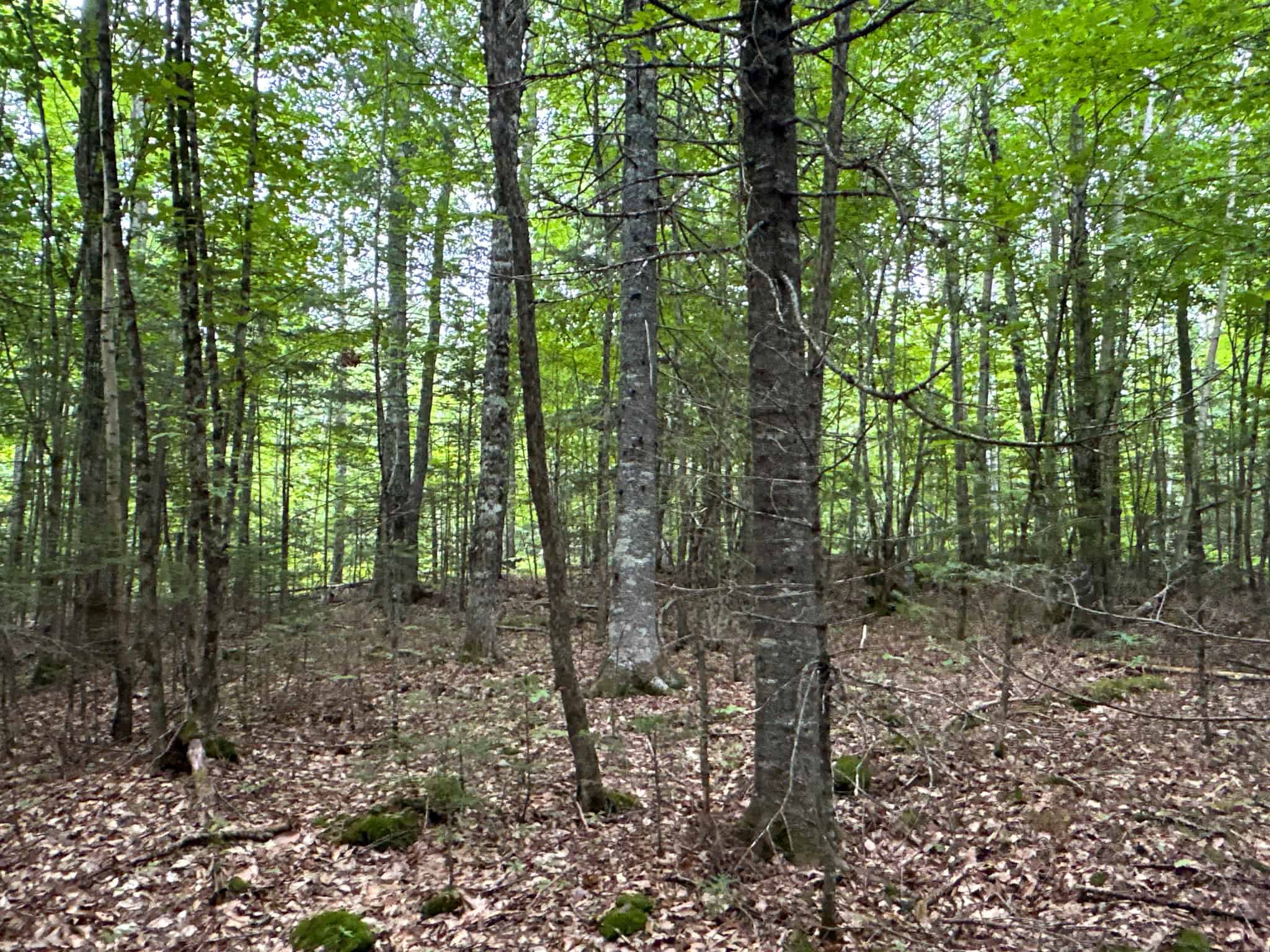 Affordable 20 Acres in the Woods