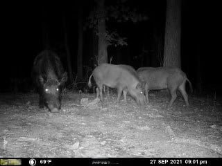 HUNTING PROPERTY FOR SALE IN TN WITH TIMBER AND BRANCH