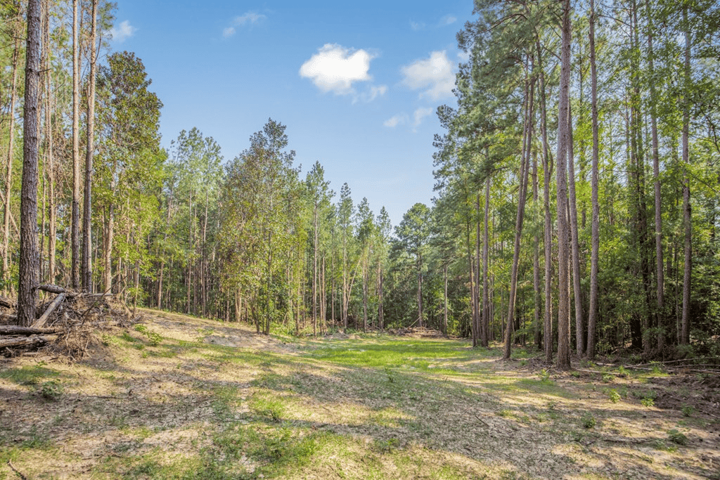 Wilkinson County Hunting Land Adjoining National Forest