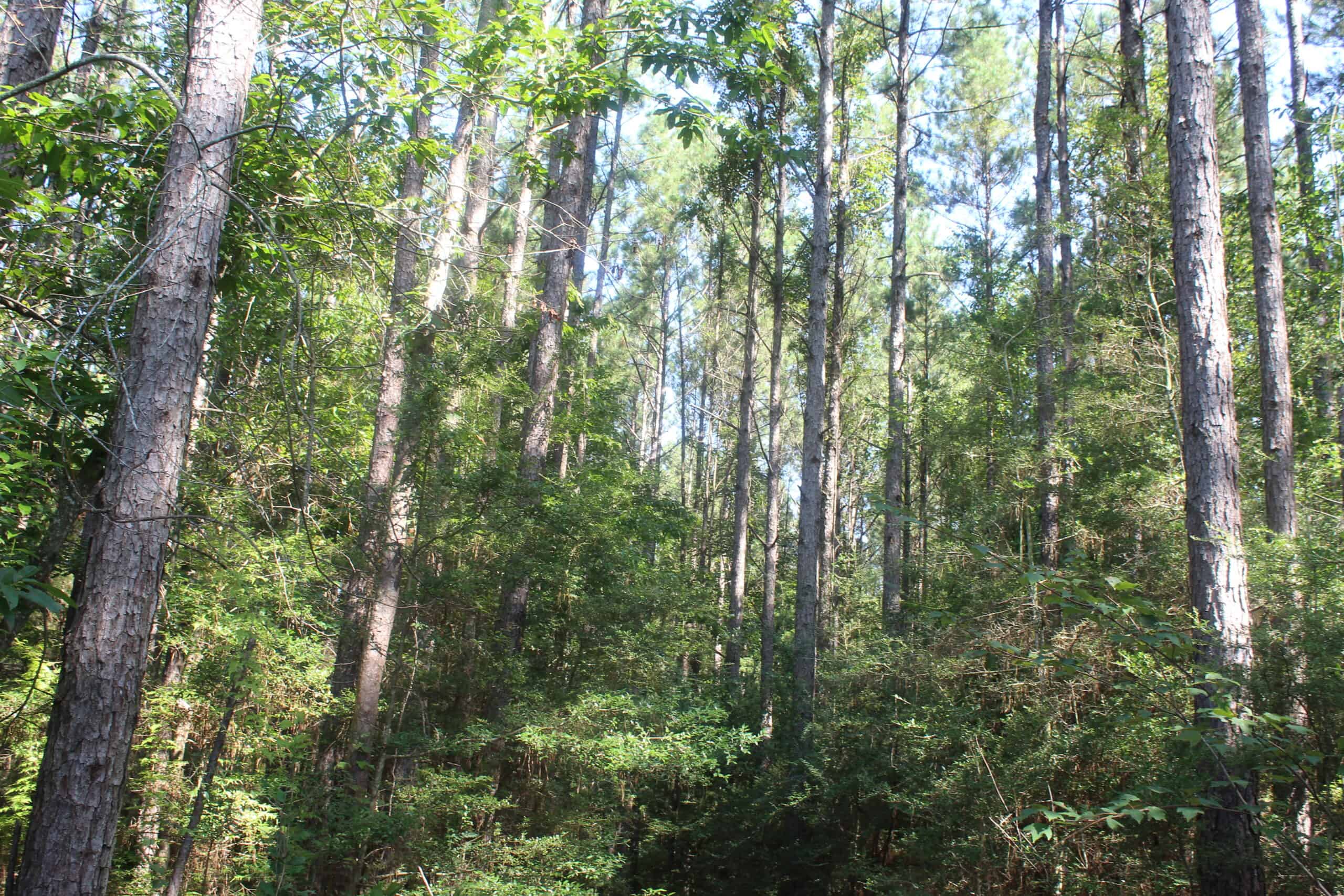 3960 East Lincoln Road SE Brookhaven, MS 39601