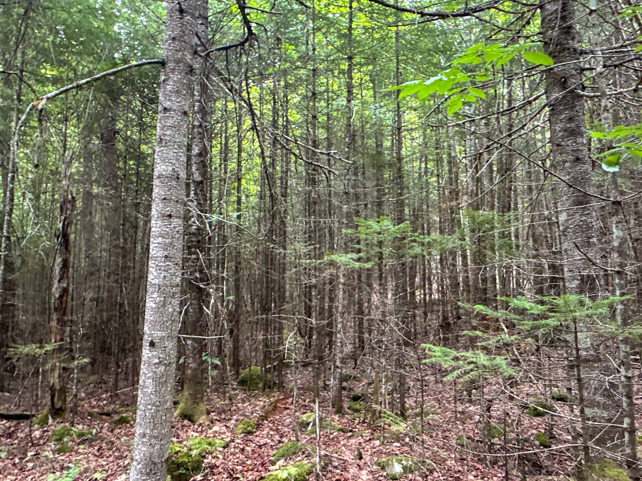 Affordable 20 Acres in the Woods