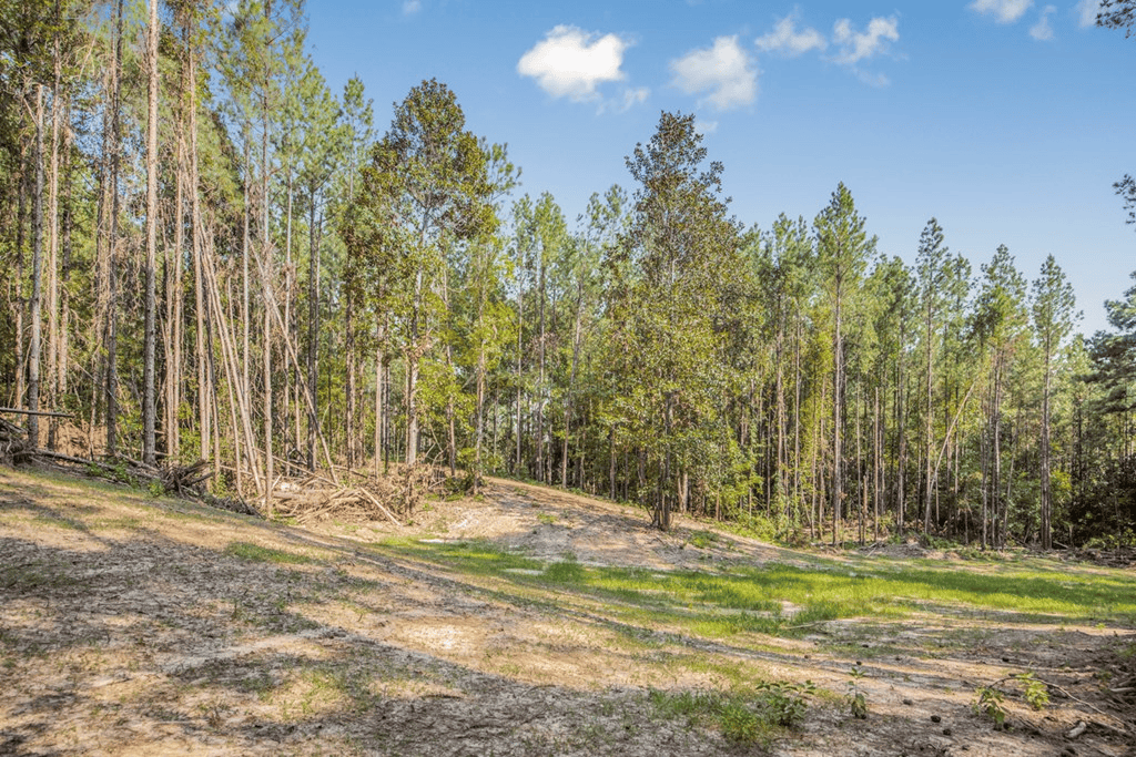 Wilkinson County Hunting Land Adjoining National Forest
