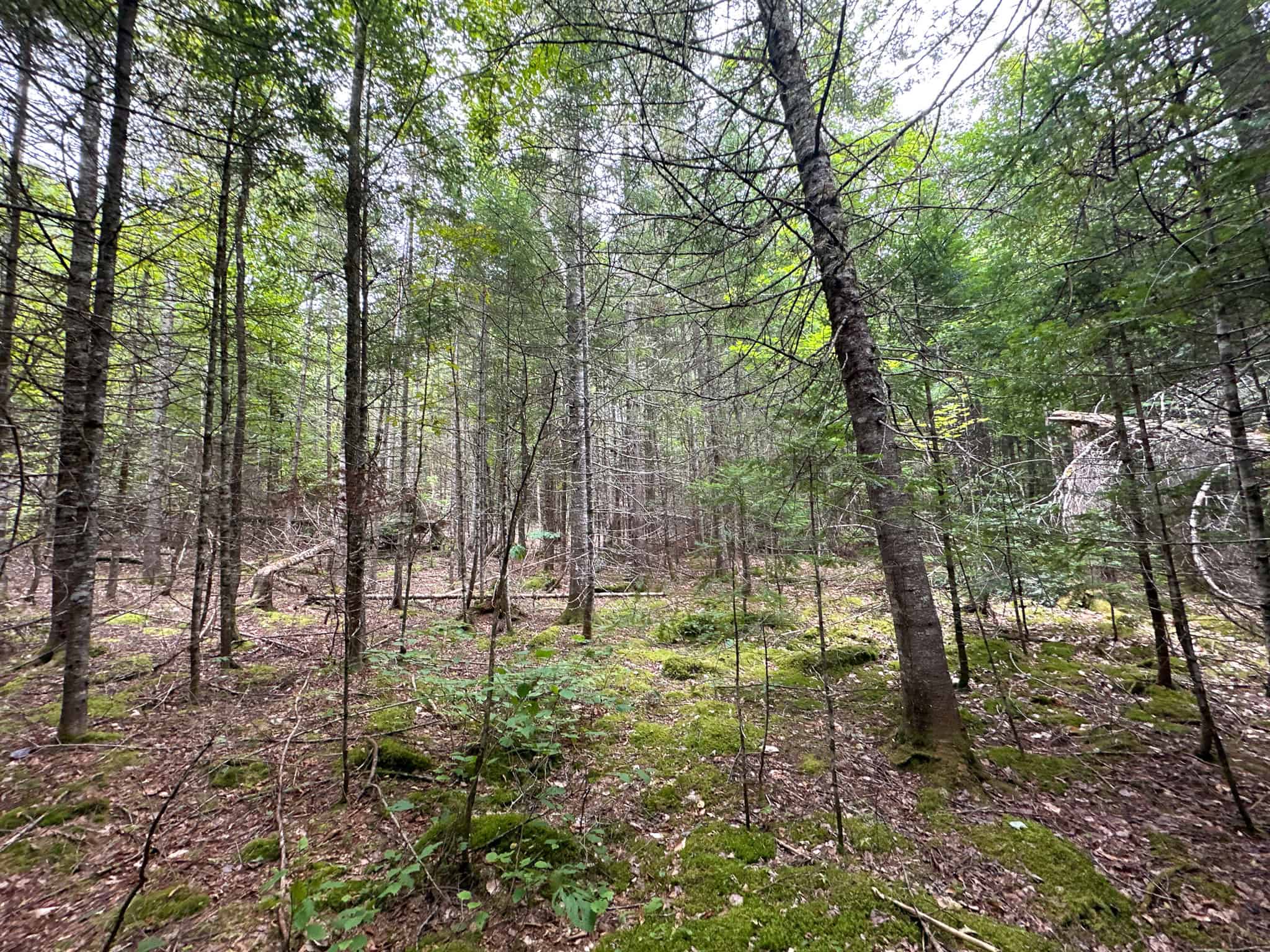 Affordable 20 Acres in the Woods