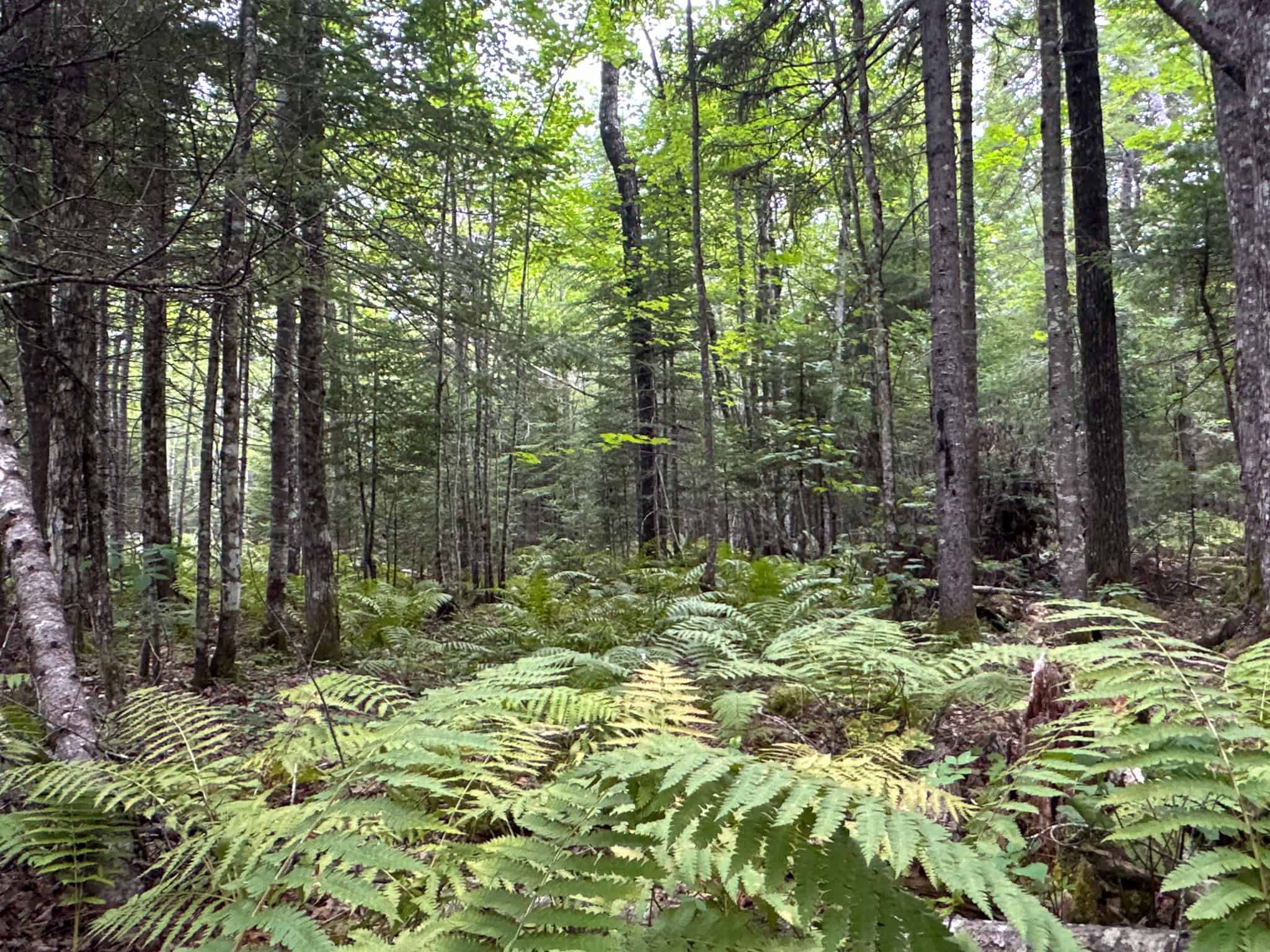 Affordable 20 Acres in the Woods