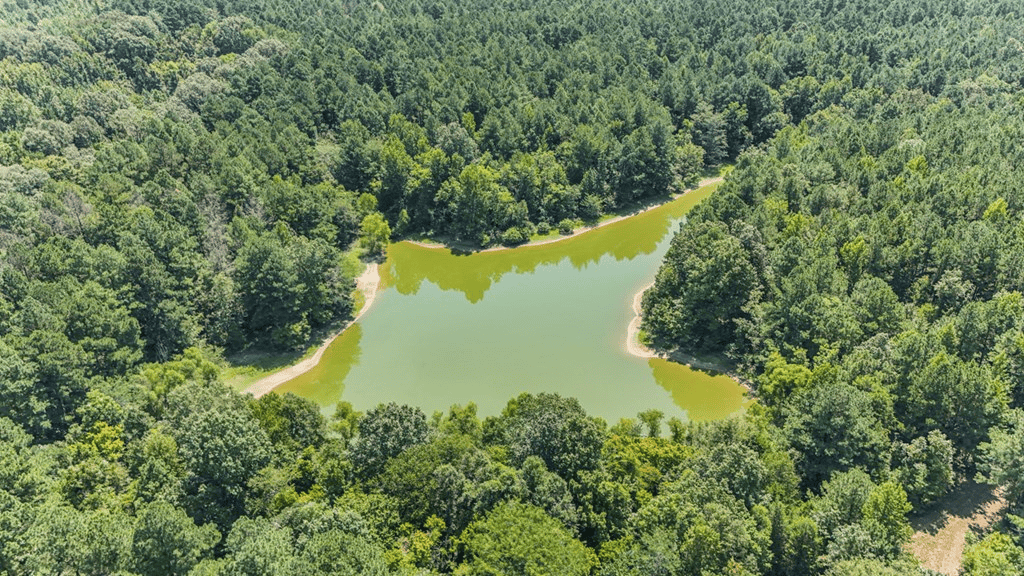 Hunting and Timberland for Sale in Claiborne County, MS