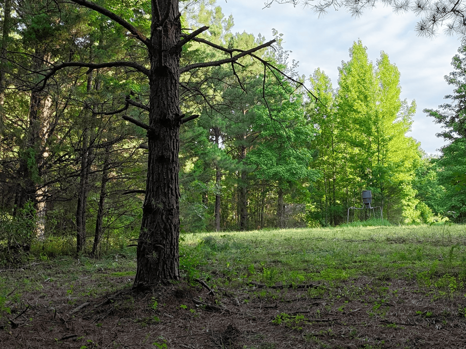 ±24.1 Acres Of East Texas Land With Insulated Shop And Pond