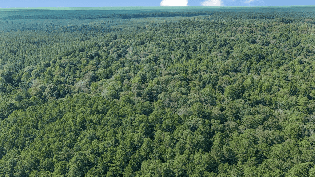 Small Hunting Property Near Caston Creek WMA